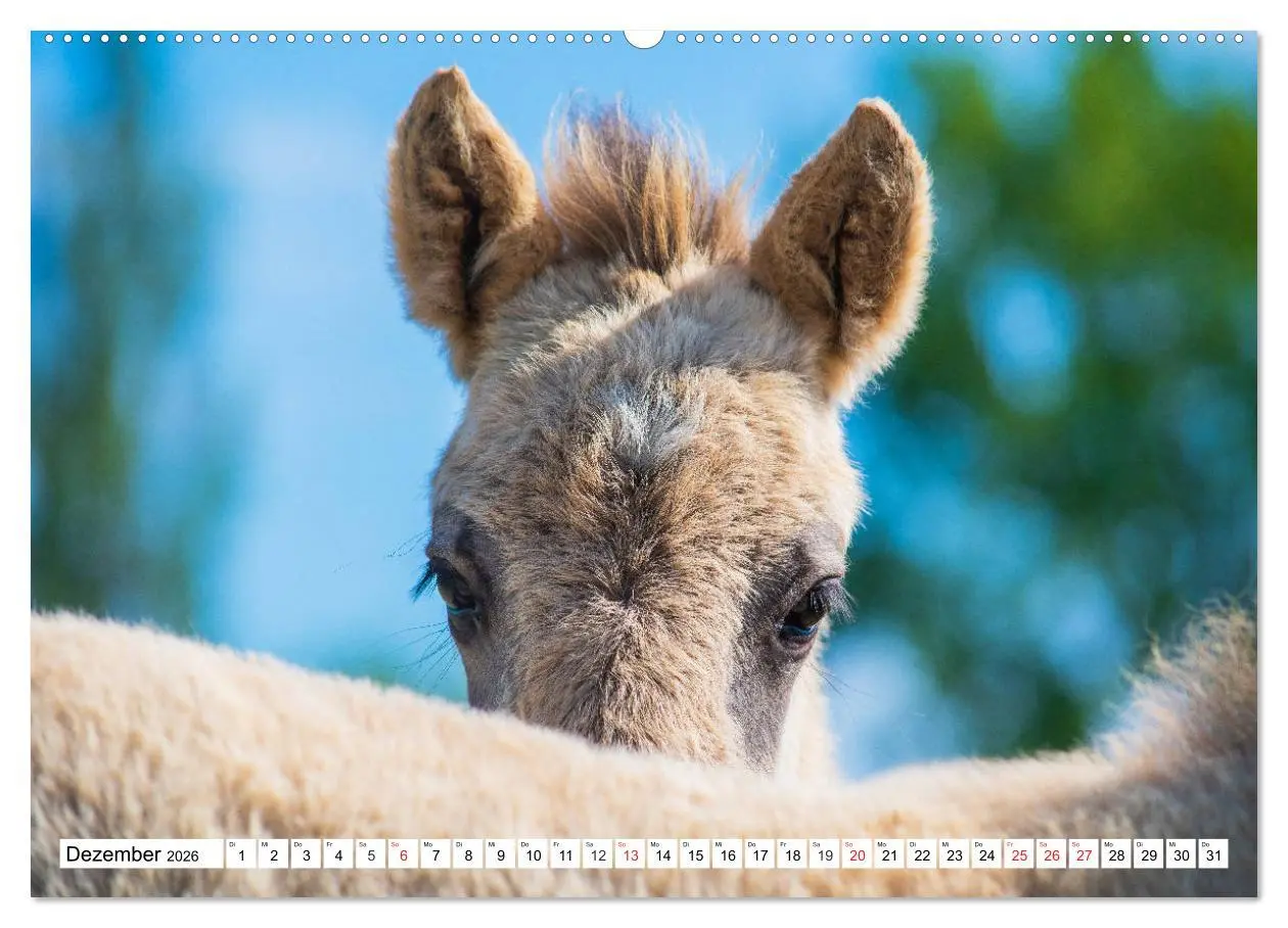 Bild: 9783516029581 | Konik - Frei geboren (hochwertiger Premium Wandkalender 2026 DIN A2...