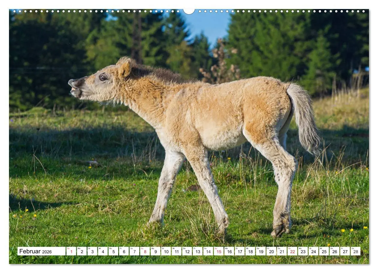 Bild: 9783516029581 | Konik - Frei geboren (hochwertiger Premium Wandkalender 2026 DIN A2...