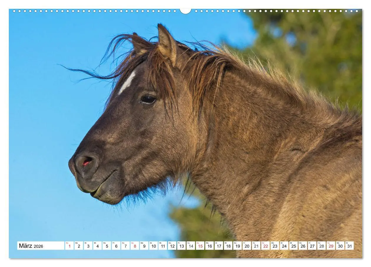 Bild: 9783516029581 | Konik - Frei geboren (hochwertiger Premium Wandkalender 2026 DIN A2...