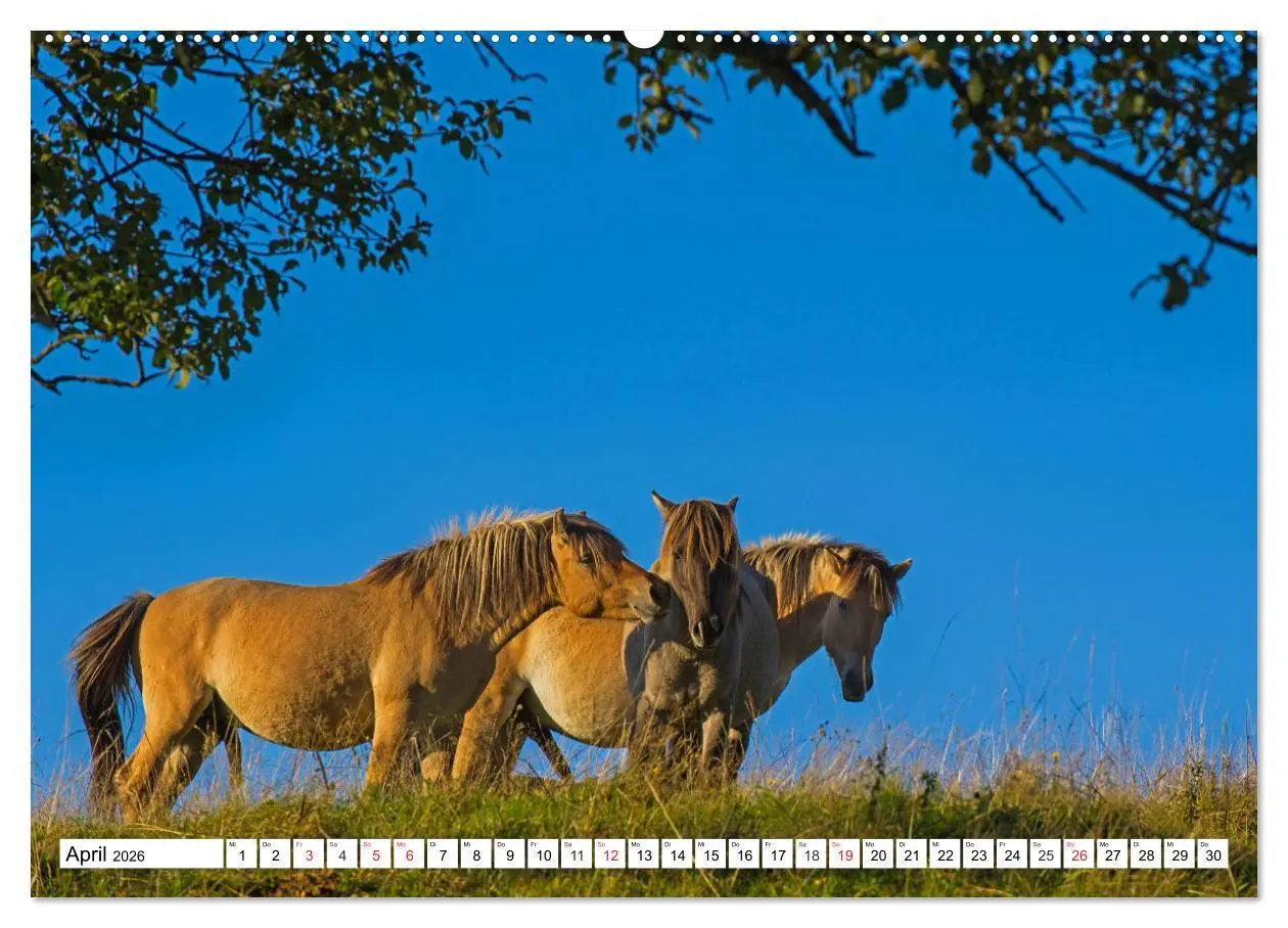 Bild: 9783516029581 | Konik - Frei geboren (hochwertiger Premium Wandkalender 2026 DIN A2...
