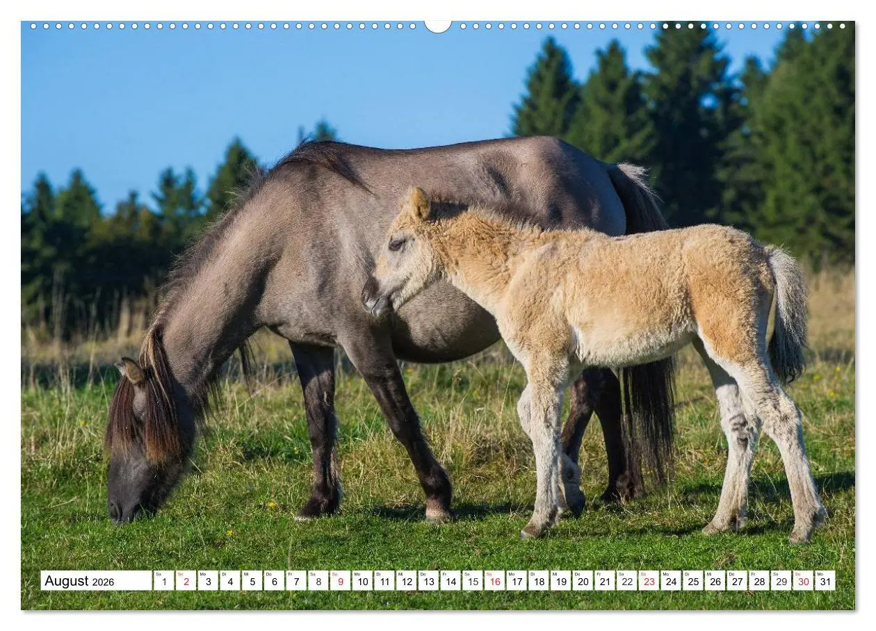 Bild: 9783516029581 | Konik - Frei geboren (hochwertiger Premium Wandkalender 2026 DIN A2...