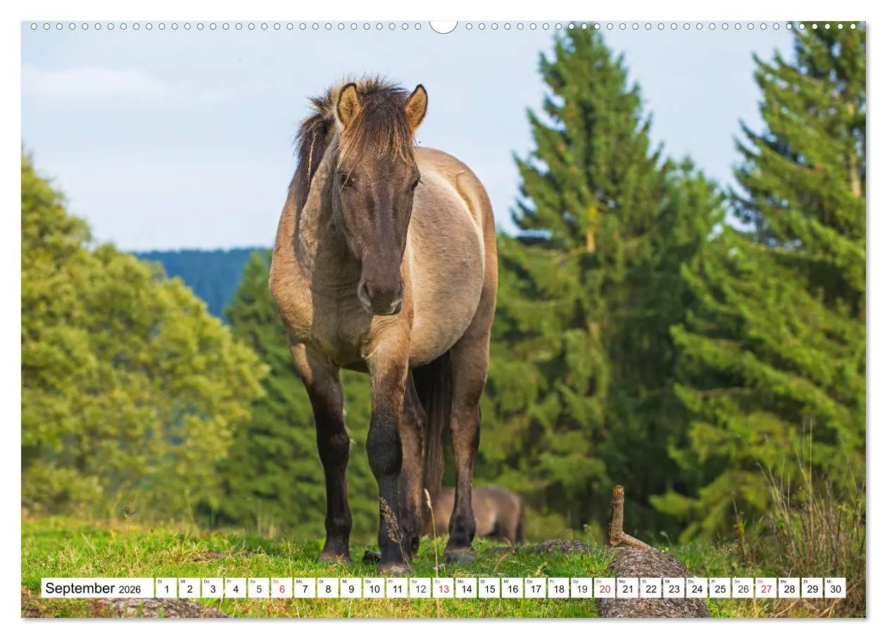 Bild: 9783516029581 | Konik - Frei geboren (hochwertiger Premium Wandkalender 2026 DIN A2...