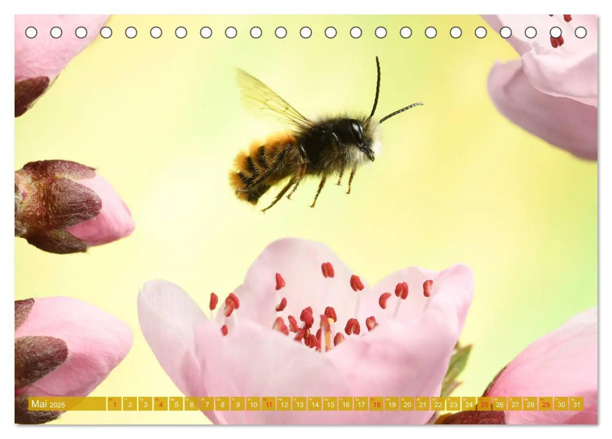 Bild: 9783435219681 | Sechs Beine in der Luft - Wildbienen im Flug (Tischkalender 2025...