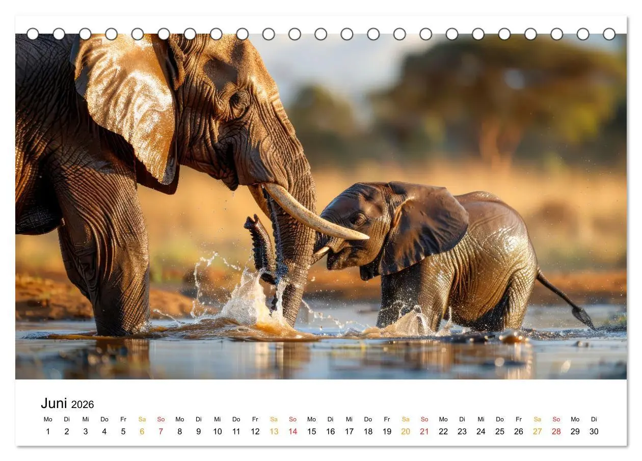 Bild: 9783457309681 | Elefanten - Riesen der Wildnis (Tischkalender 2026 DIN A5 quer),...