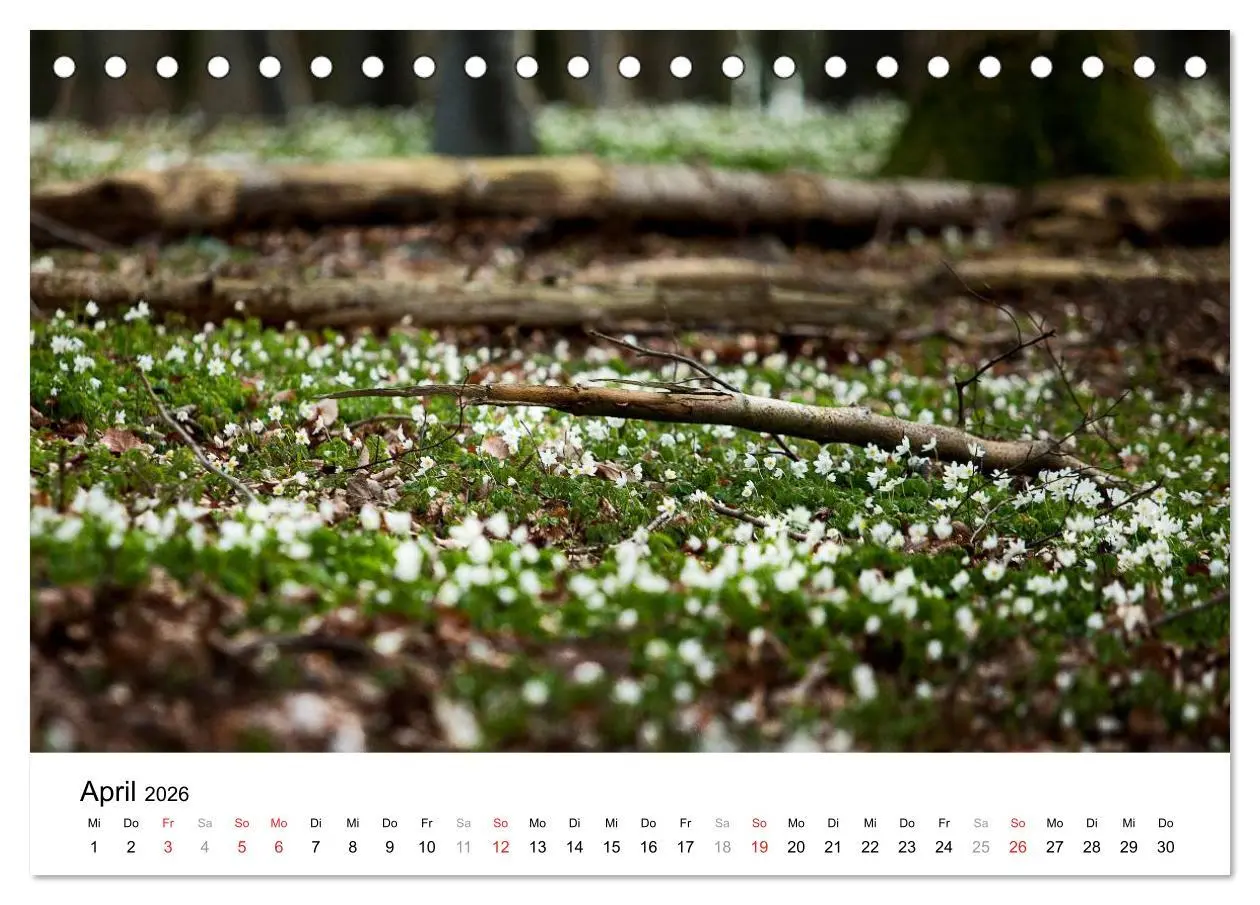 Bild: 9783516189681 | Rügen (Tischkalender 2026 DIN A5 quer), CALVENDO Monatskalender | 2026