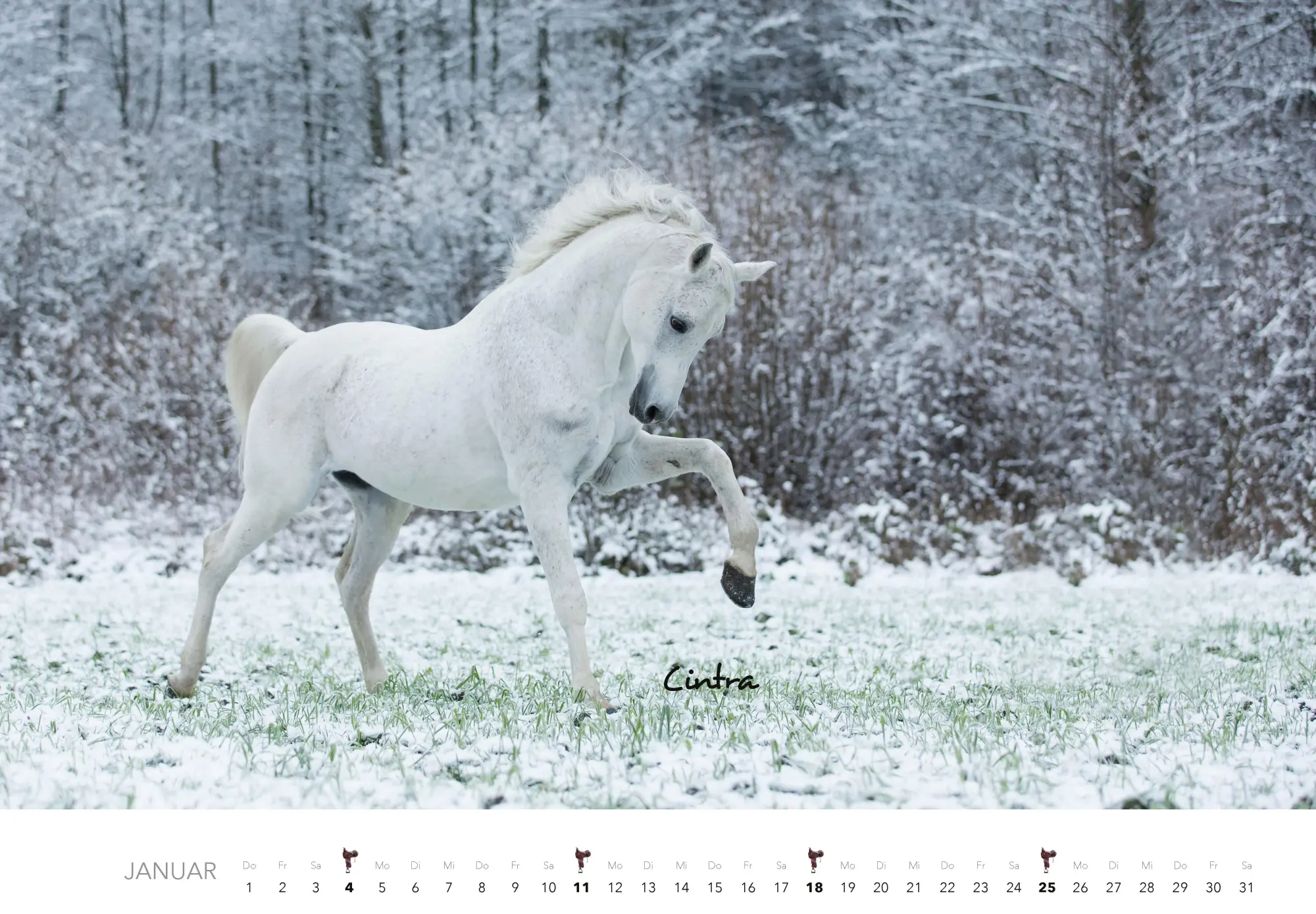 Bild: 9783966649681 | Pferde Kalender 2026 Wandkalender | Kalender | 14 S. | Deutsch | 2026