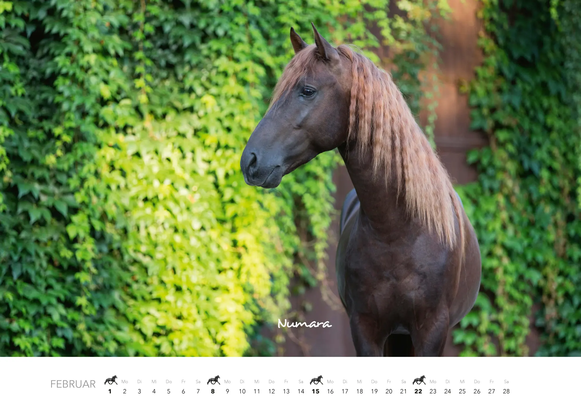 Bild: 9783966649681 | Pferde Kalender 2026 Wandkalender | Kalender | 14 S. | Deutsch | 2026