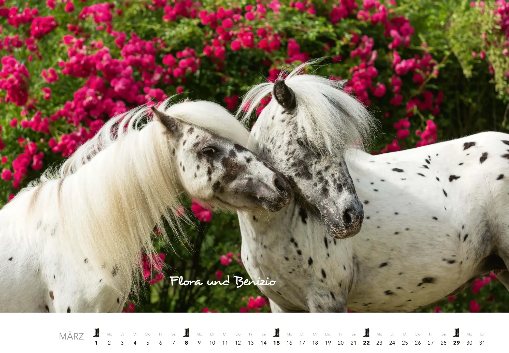 Bild: 9783966649681 | Pferde Kalender 2026 Wandkalender | Kalender | 14 S. | Deutsch | 2026