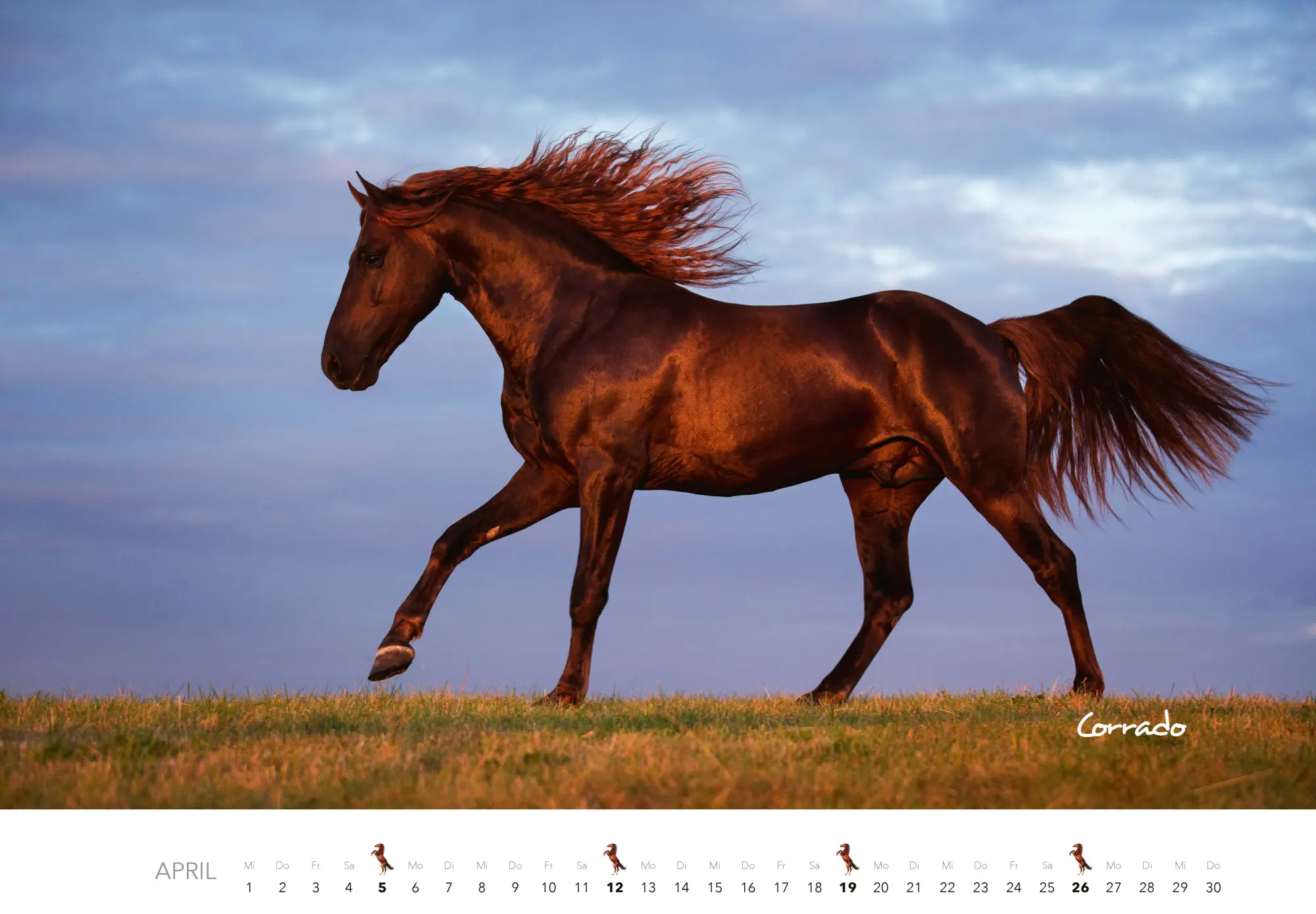 Bild: 9783966649681 | Pferde Kalender 2026 Wandkalender | Kalender | 14 S. | Deutsch | 2026