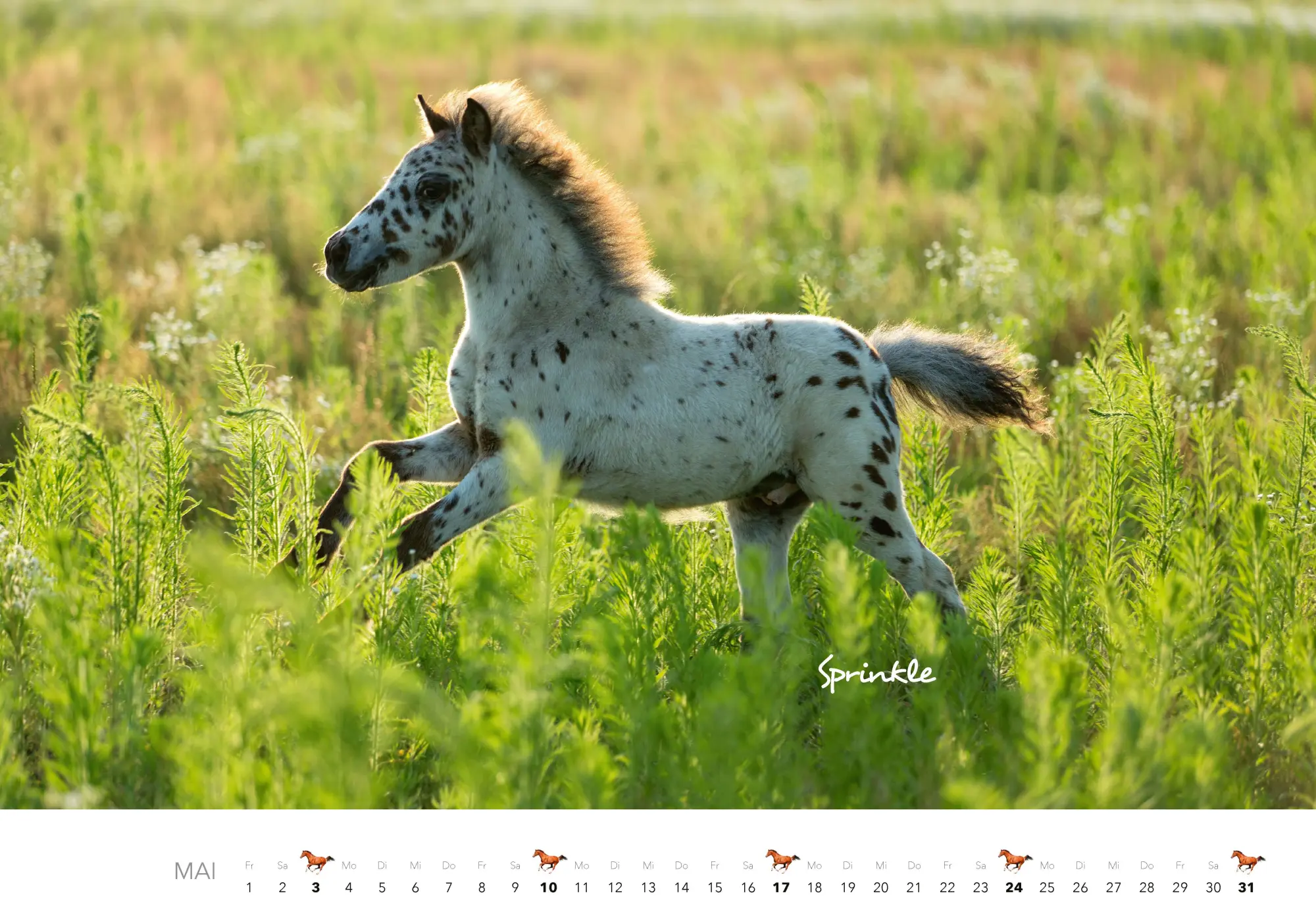 Bild: 9783966649681 | Pferde Kalender 2026 Wandkalender | Kalender | 14 S. | Deutsch | 2026
