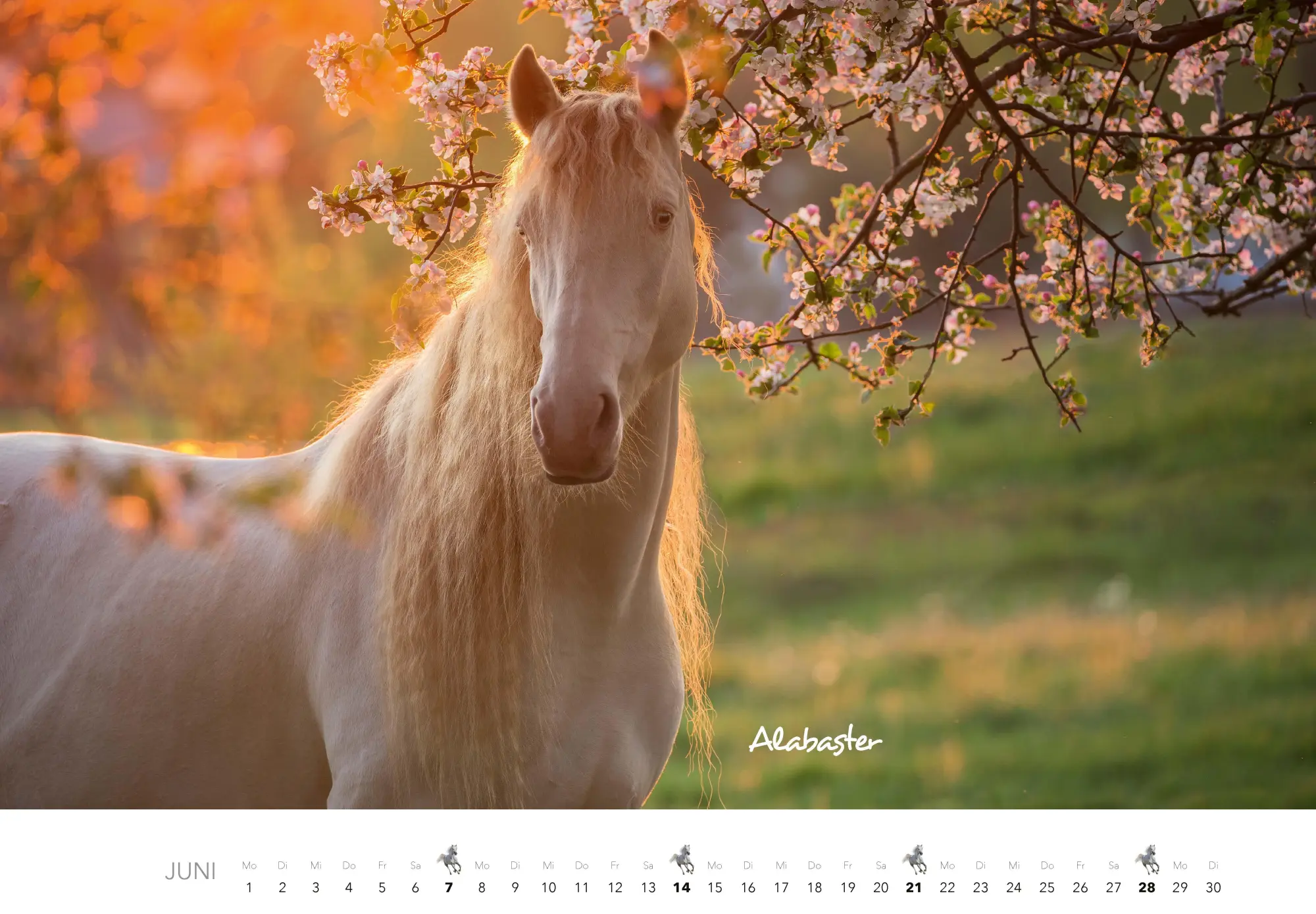 Bild: 9783966649681 | Pferde Kalender 2026 Wandkalender | Kalender | 14 S. | Deutsch | 2026