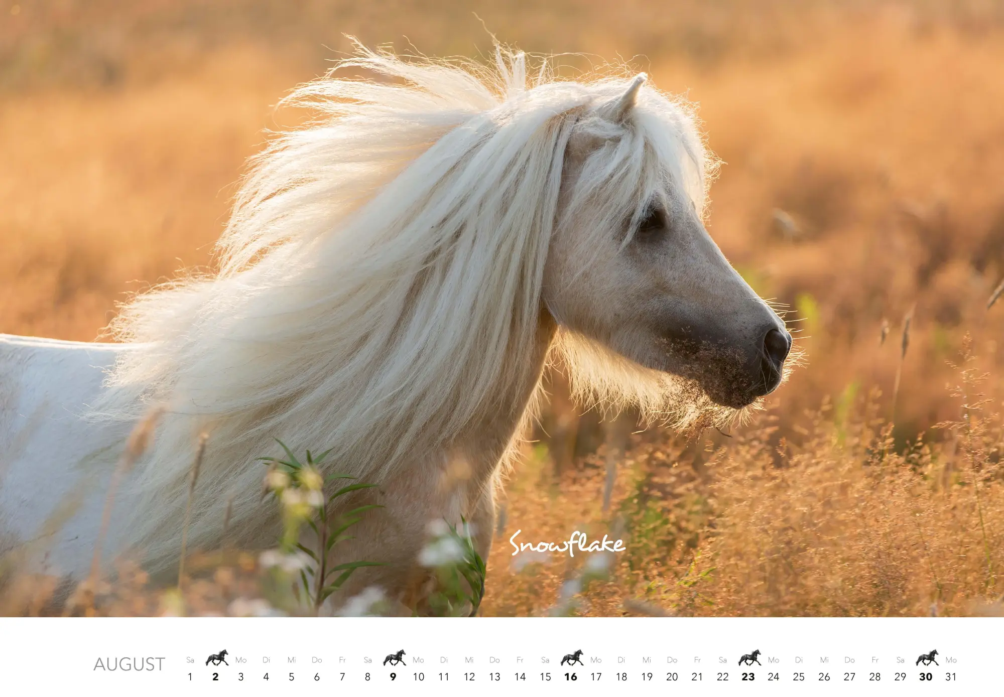 Bild: 9783966649681 | Pferde Kalender 2026 Wandkalender | Kalender | 14 S. | Deutsch | 2026