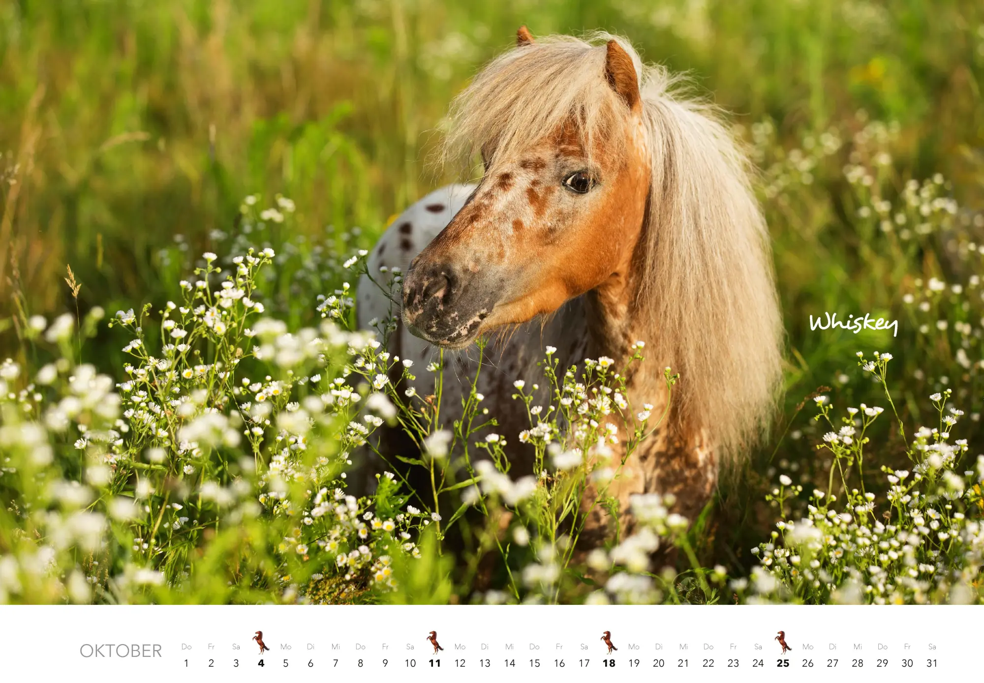 Bild: 9783966649681 | Pferde Kalender 2026 Wandkalender | Kalender | 14 S. | Deutsch | 2026