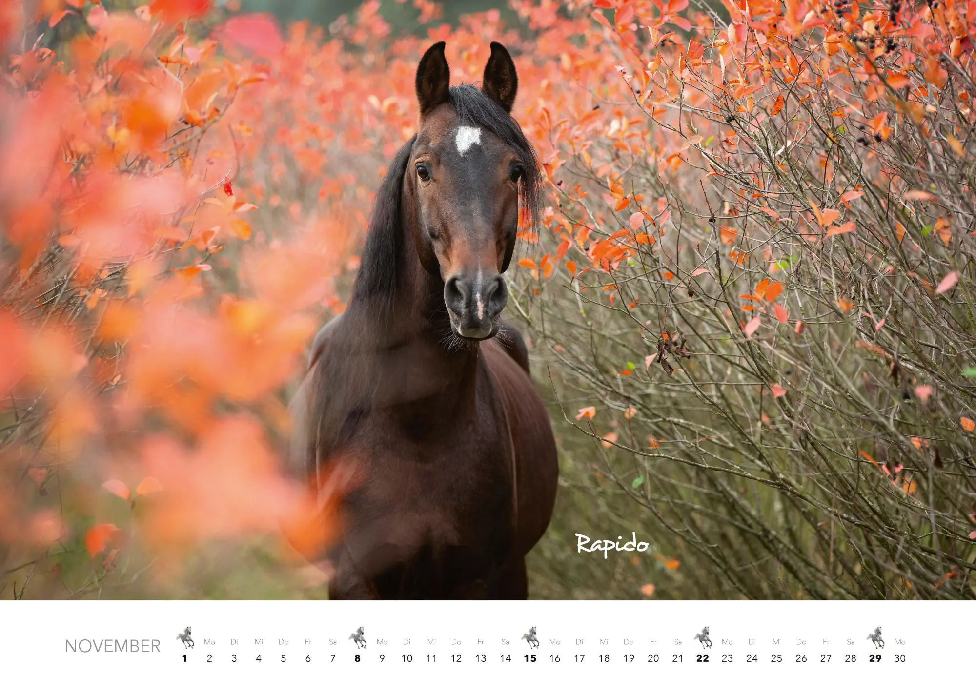 Bild: 9783966649681 | Pferde Kalender 2026 Wandkalender | Kalender | 14 S. | Deutsch | 2026