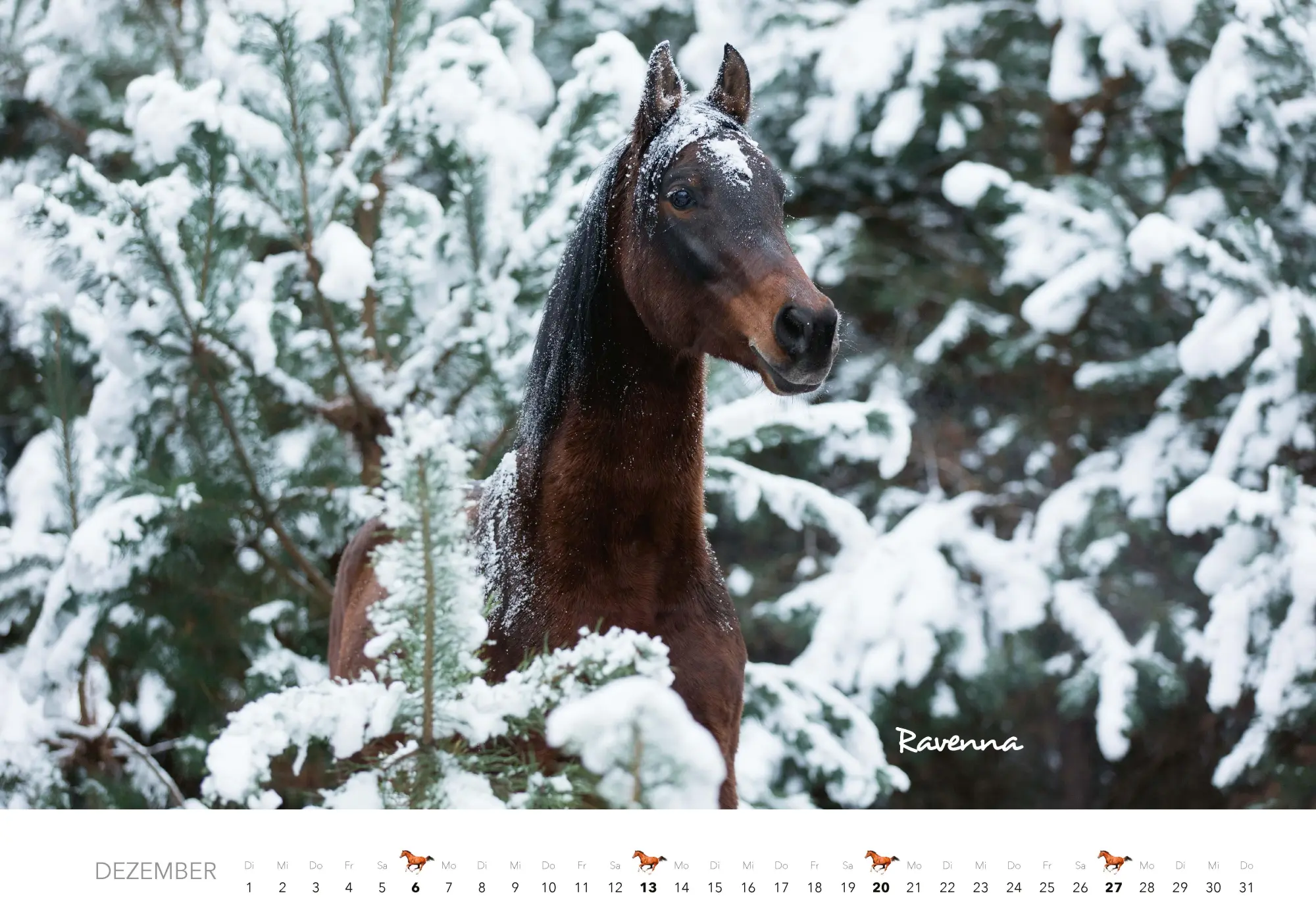 Bild: 9783966649681 | Pferde Kalender 2026 Wandkalender | Kalender | 14 S. | Deutsch | 2026