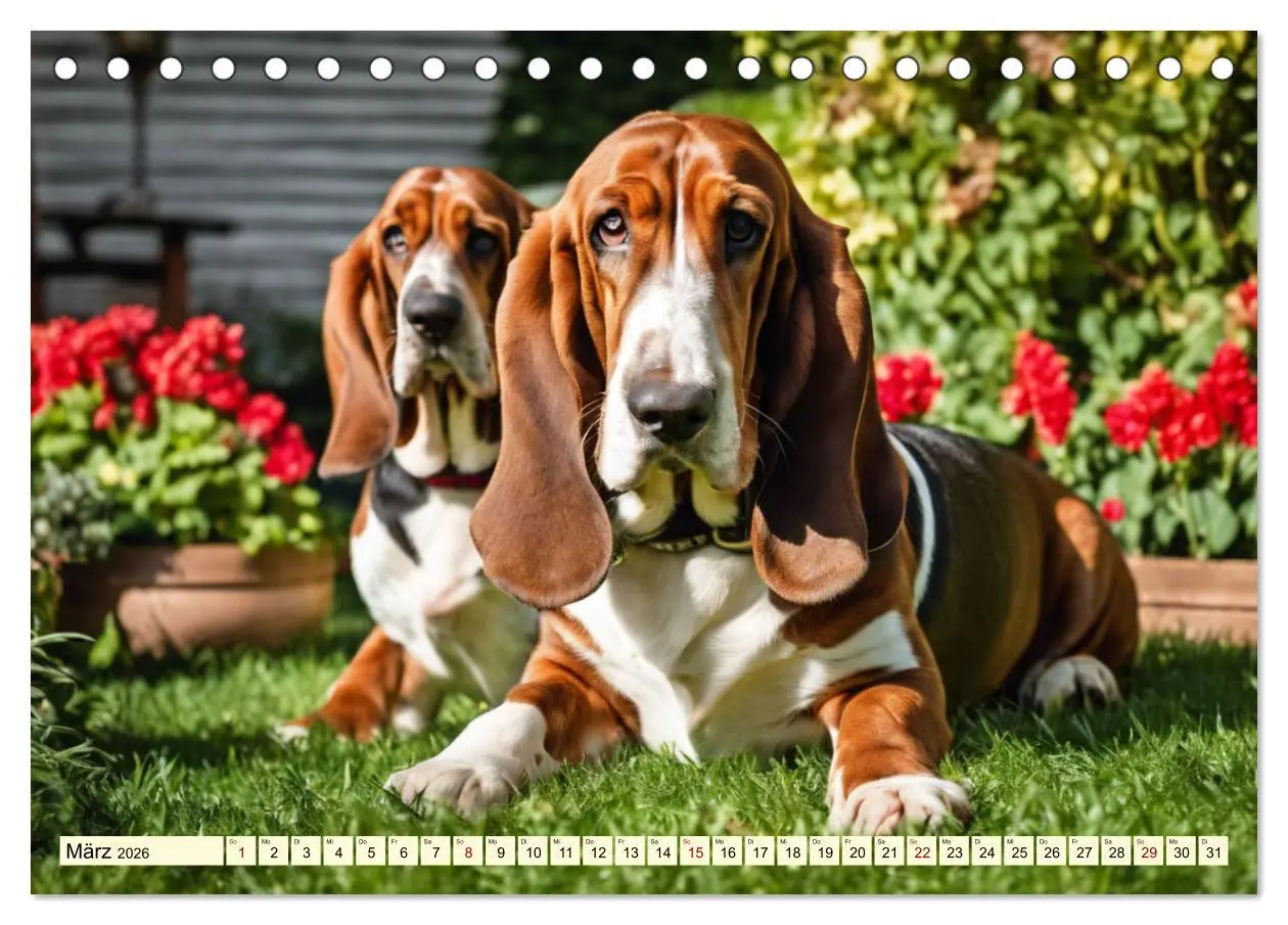 Bild: 9783457399781 | Basset Hound - unverkennbar (Tischkalender 2026 DIN A5 quer),...