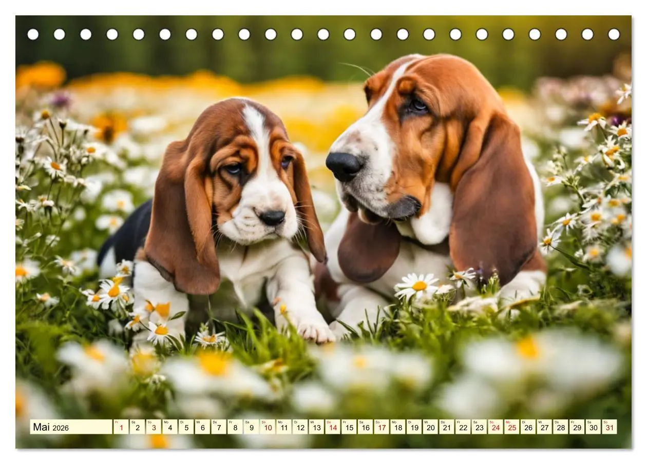 Bild: 9783457399781 | Basset Hound - unverkennbar (Tischkalender 2026 DIN A5 quer),...