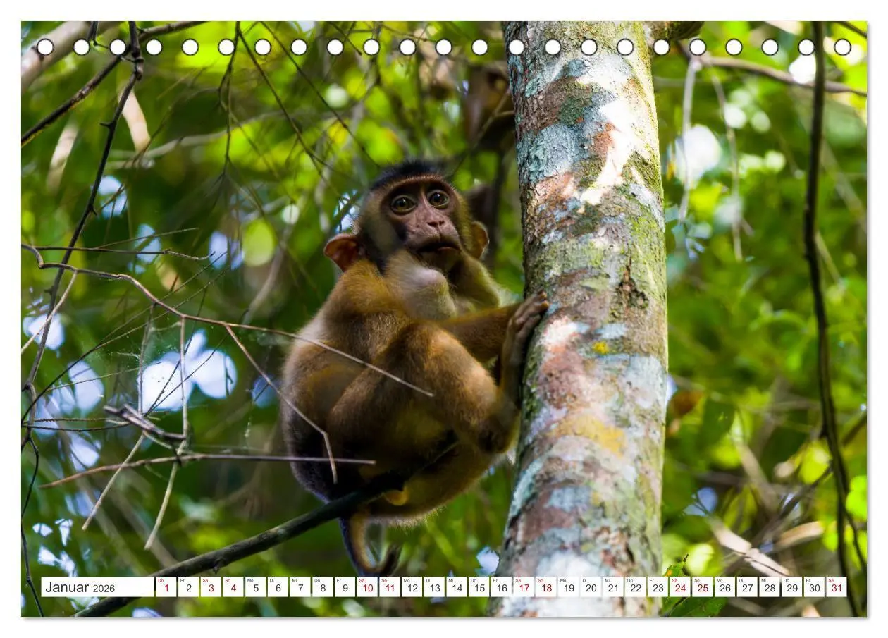 Bild: 9783457389881 | Gunung Leuser Nationalpark Sumatra (Tischkalender 2026 DIN A5...