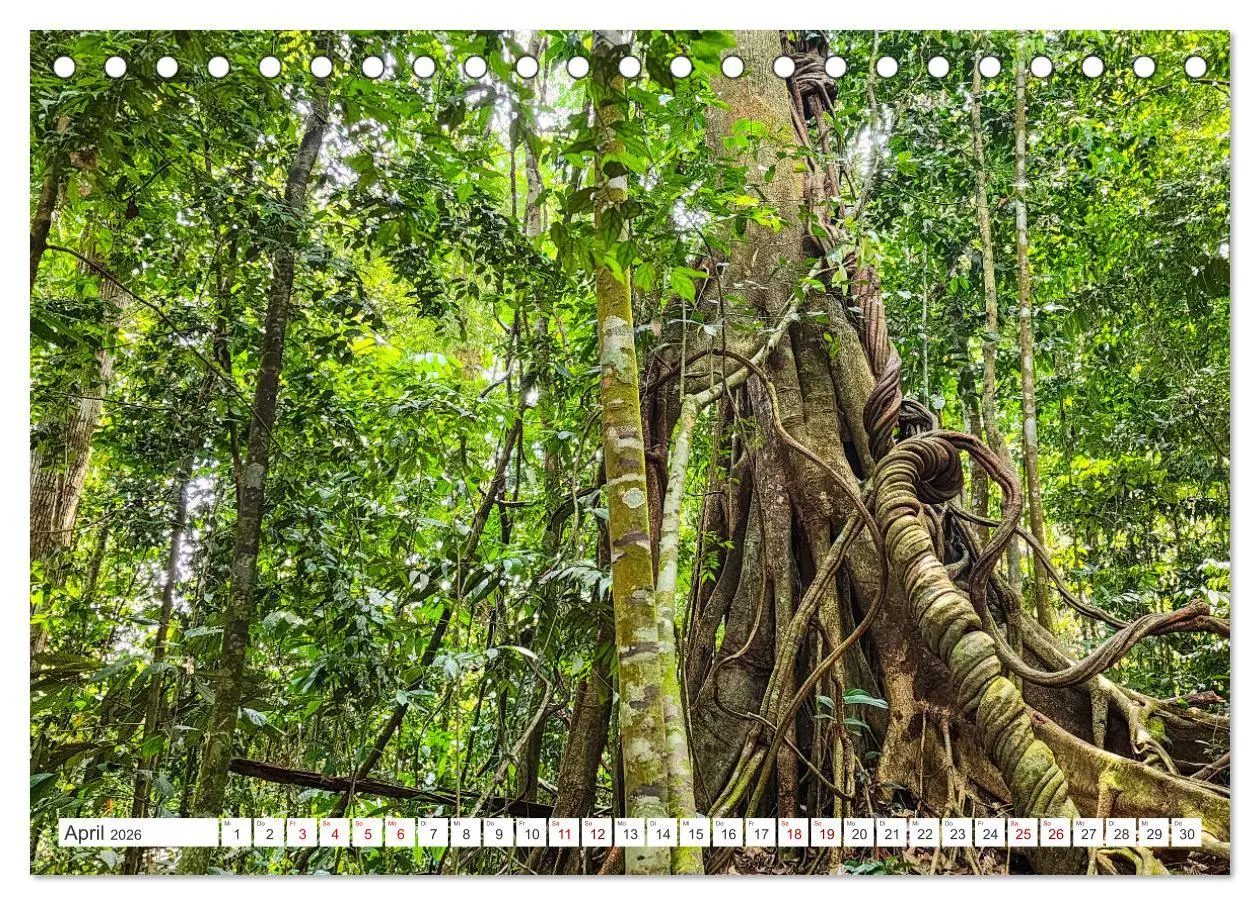 Bild: 9783457389881 | Gunung Leuser Nationalpark Sumatra (Tischkalender 2026 DIN A5...