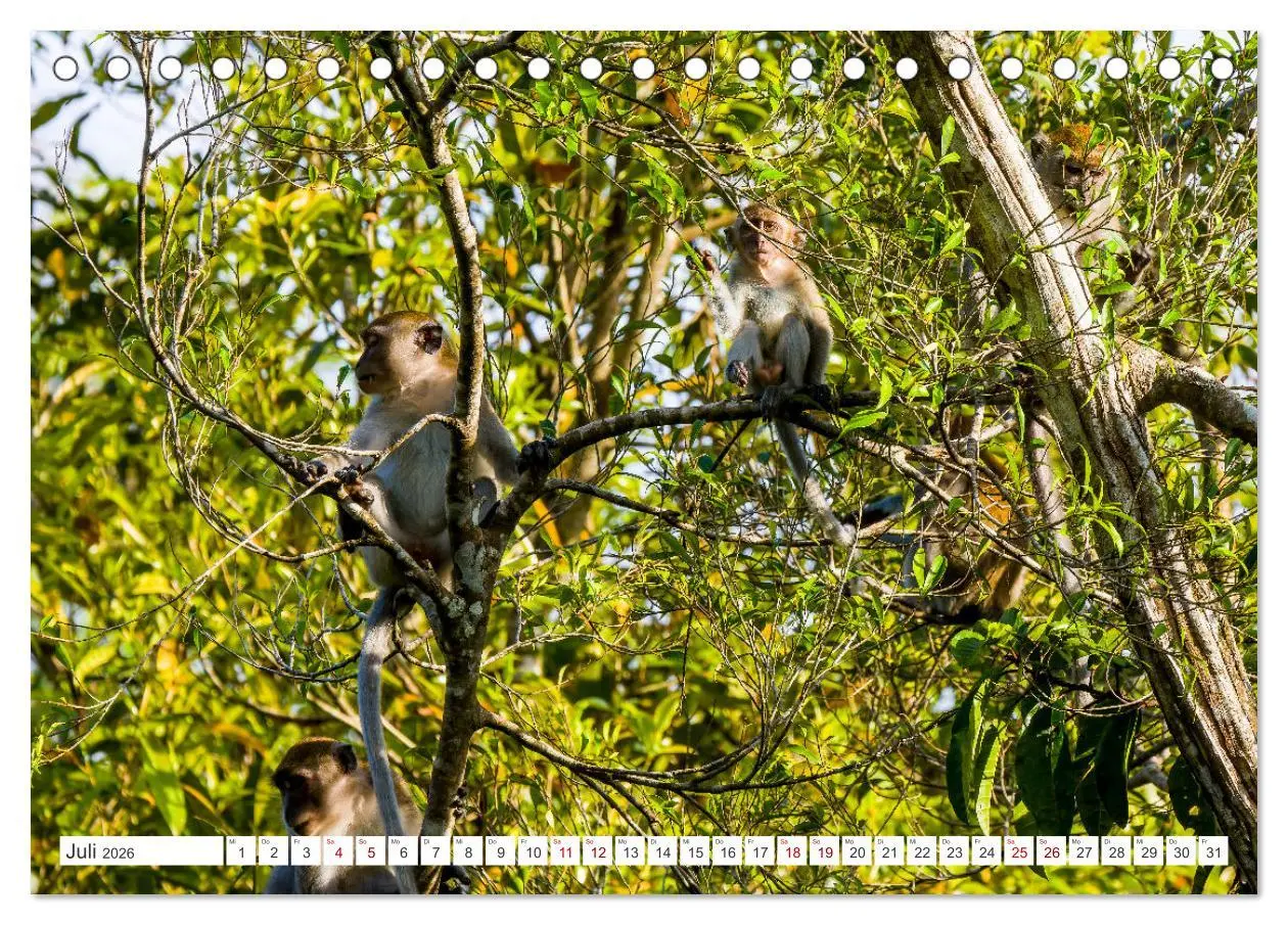 Bild: 9783457389881 | Gunung Leuser Nationalpark Sumatra (Tischkalender 2026 DIN A5...