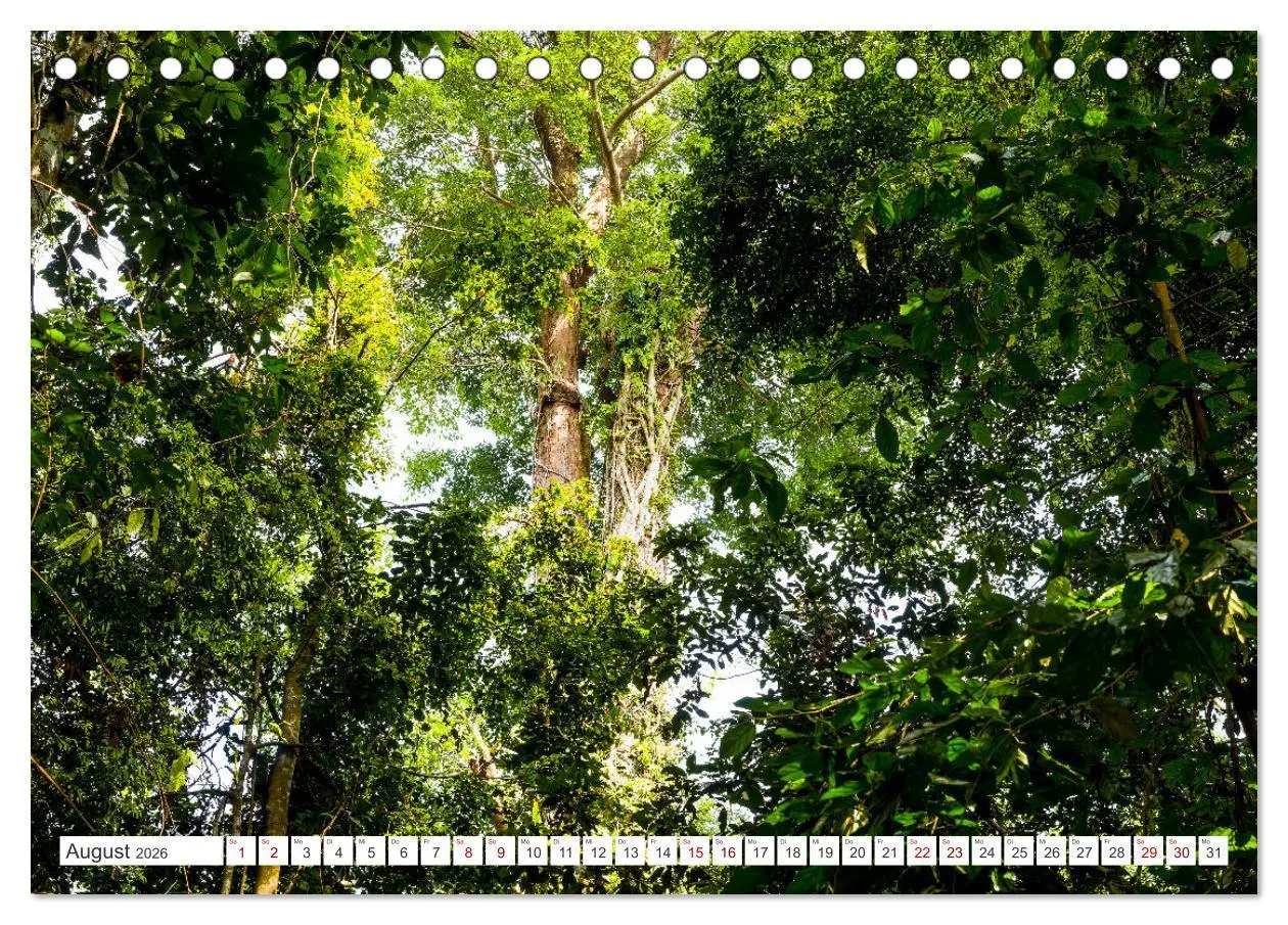 Bild: 9783457389881 | Gunung Leuser Nationalpark Sumatra (Tischkalender 2026 DIN A5...