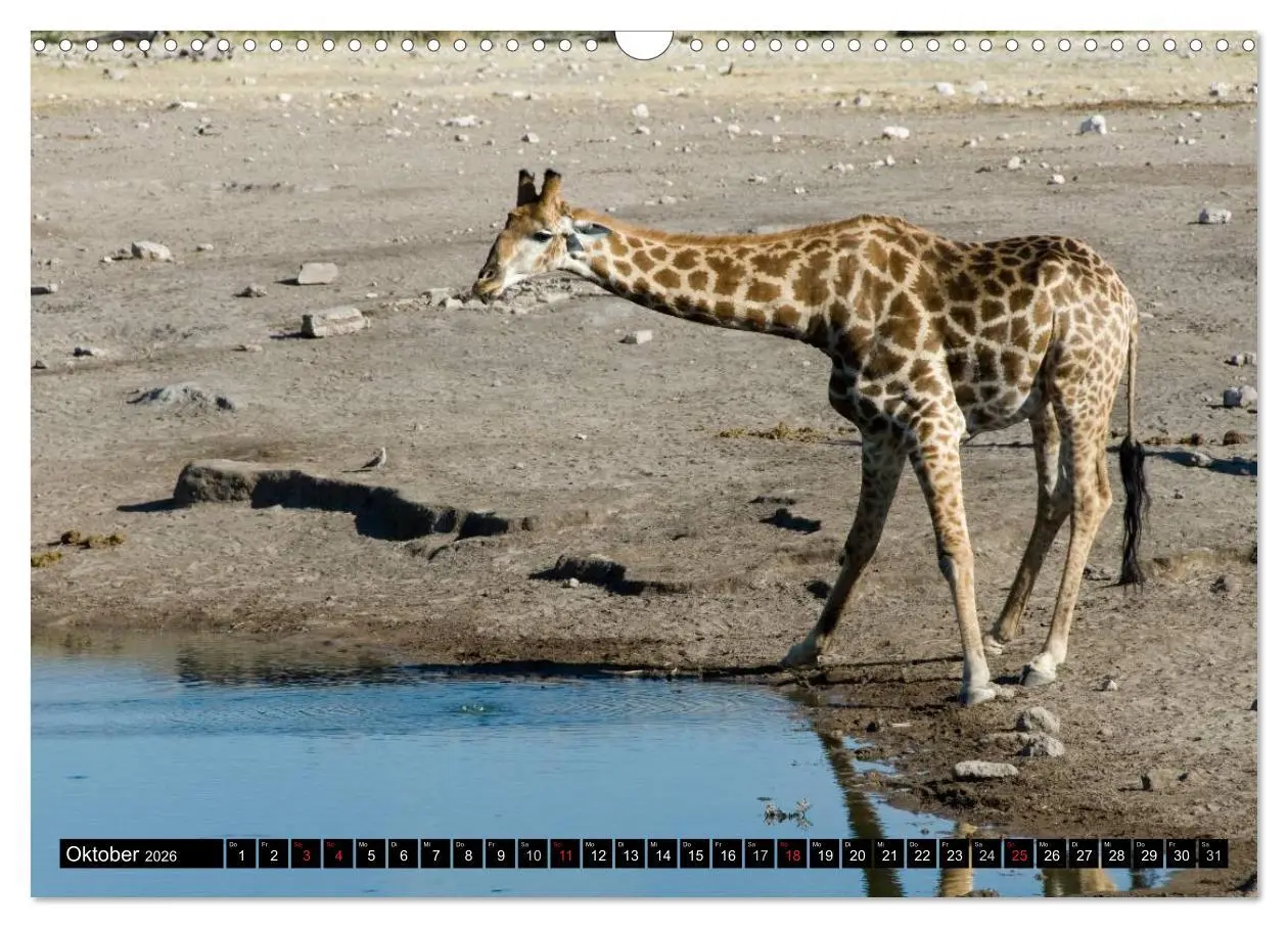 Bild: 9783516239881 | Faszination Namibia (Wandkalender 2026 DIN A3 quer), CALVENDO...