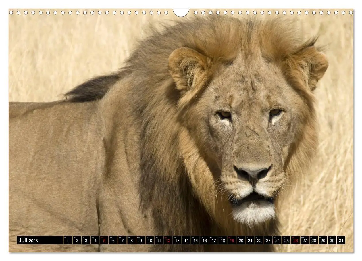Bild: 9783516239881 | Faszination Namibia (Wandkalender 2026 DIN A3 quer), CALVENDO...