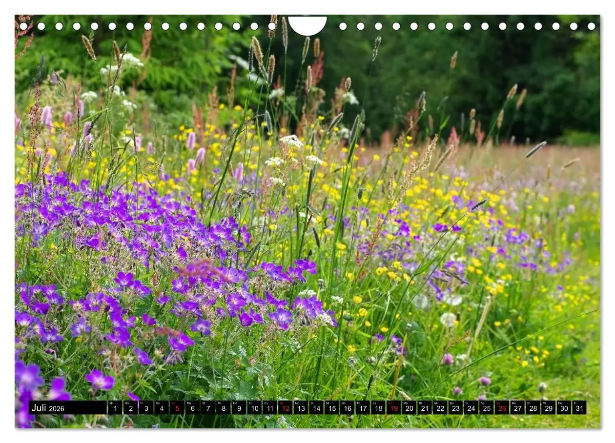 Bild: 9783457999981 | Der Harz - Sagenumwoben und Wildromantisch (Wandkalender 2026 DIN...