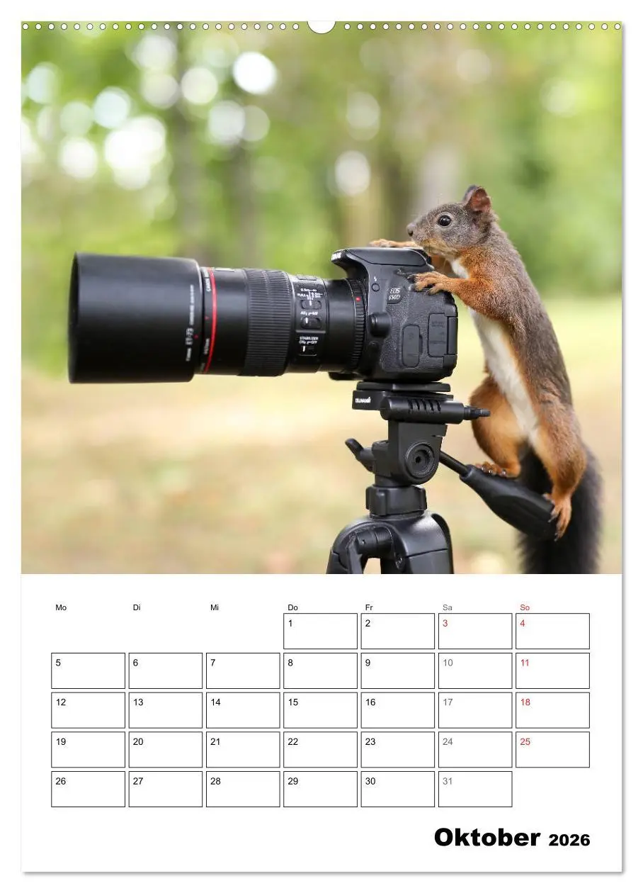 Bild: 9783516399981 | Die kleine Welt der Eichhörnchen in Regensburg (Wandkalender 2026...