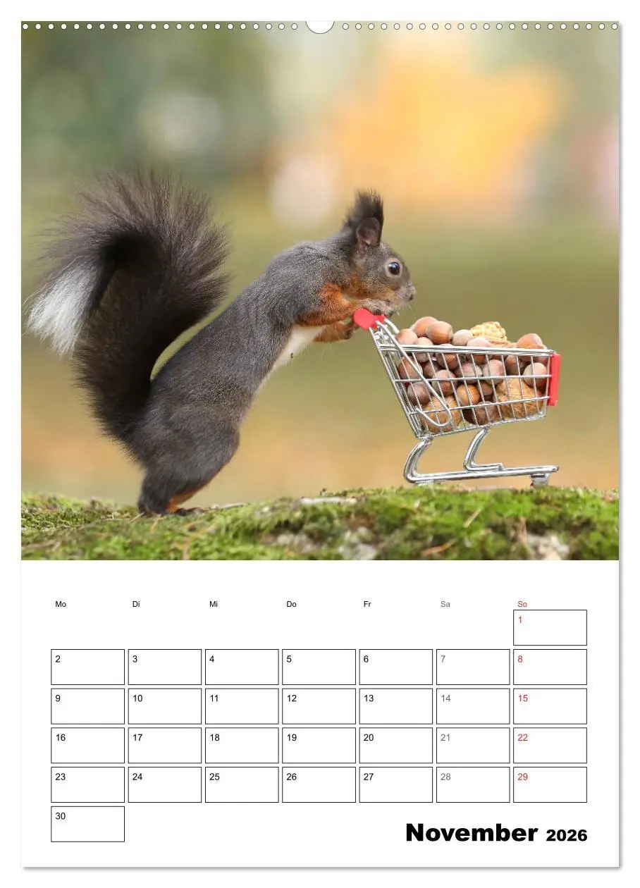 Bild: 9783516399981 | Die kleine Welt der Eichhörnchen in Regensburg (Wandkalender 2026...