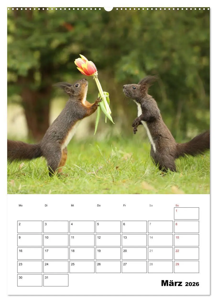 Bild: 9783516399981 | Die kleine Welt der Eichhörnchen in Regensburg (Wandkalender 2026...