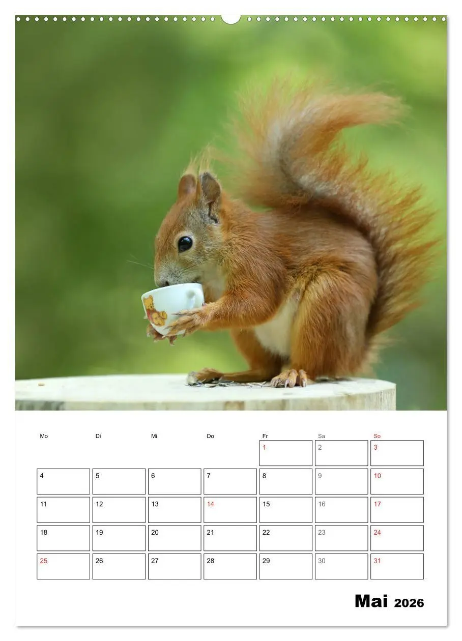 Bild: 9783516399981 | Die kleine Welt der Eichhörnchen in Regensburg (Wandkalender 2026...
