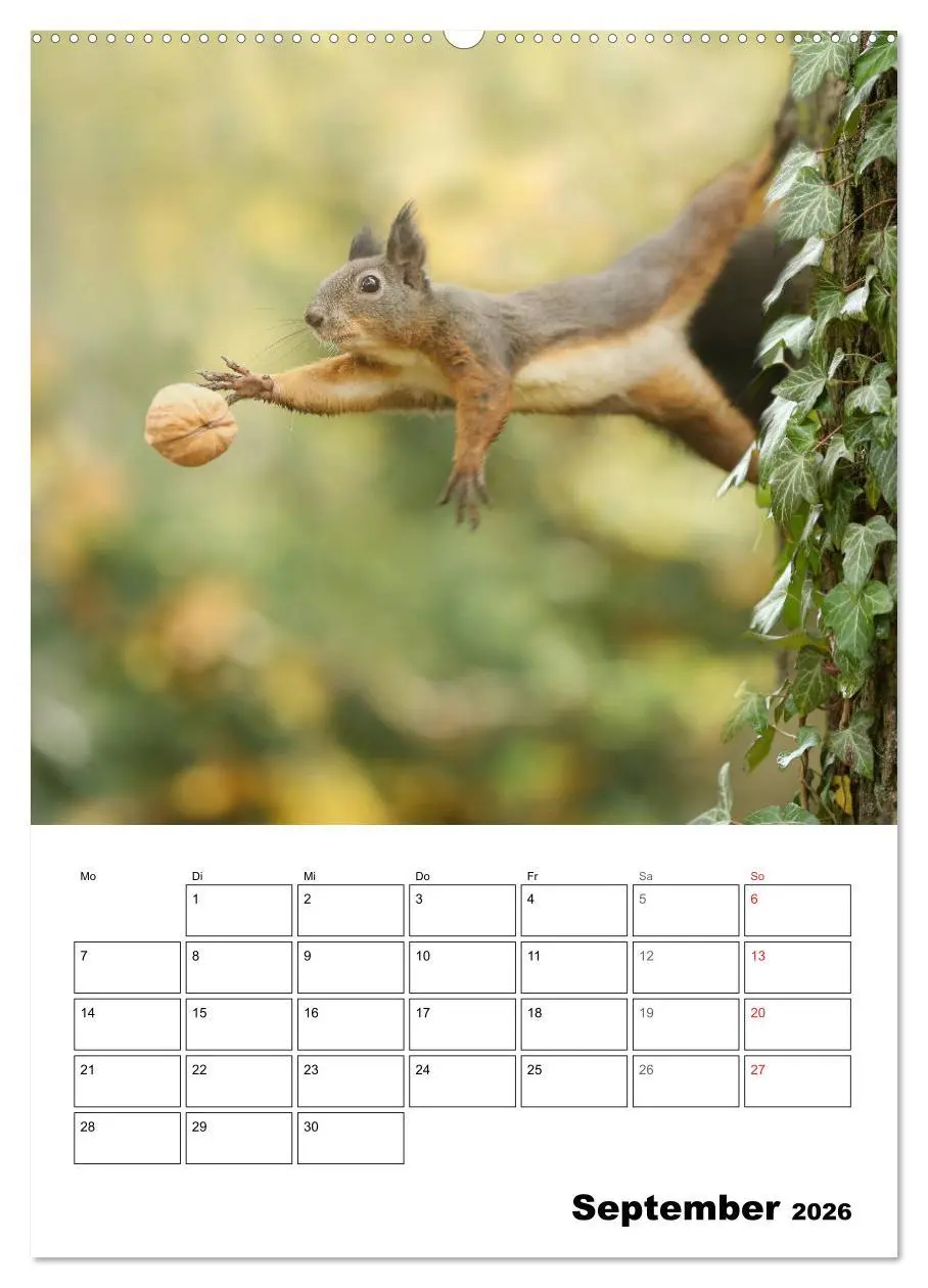 Bild: 9783516399981 | Die kleine Welt der Eichhörnchen in Regensburg (Wandkalender 2026...
