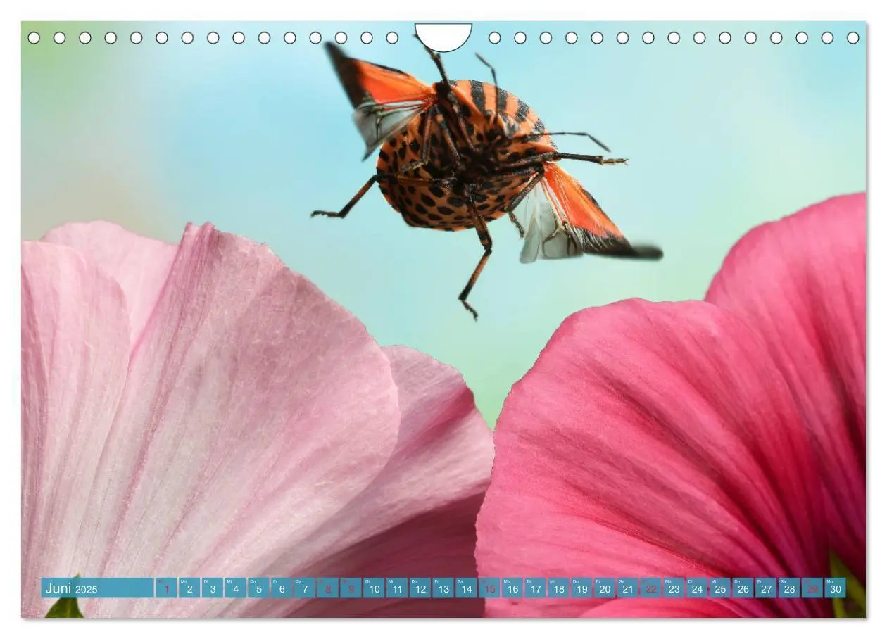 Bild: 9783435220182 | Sechs Beine in der Luft - Wanzen im Flug (Wandkalender 2025 DIN A4...