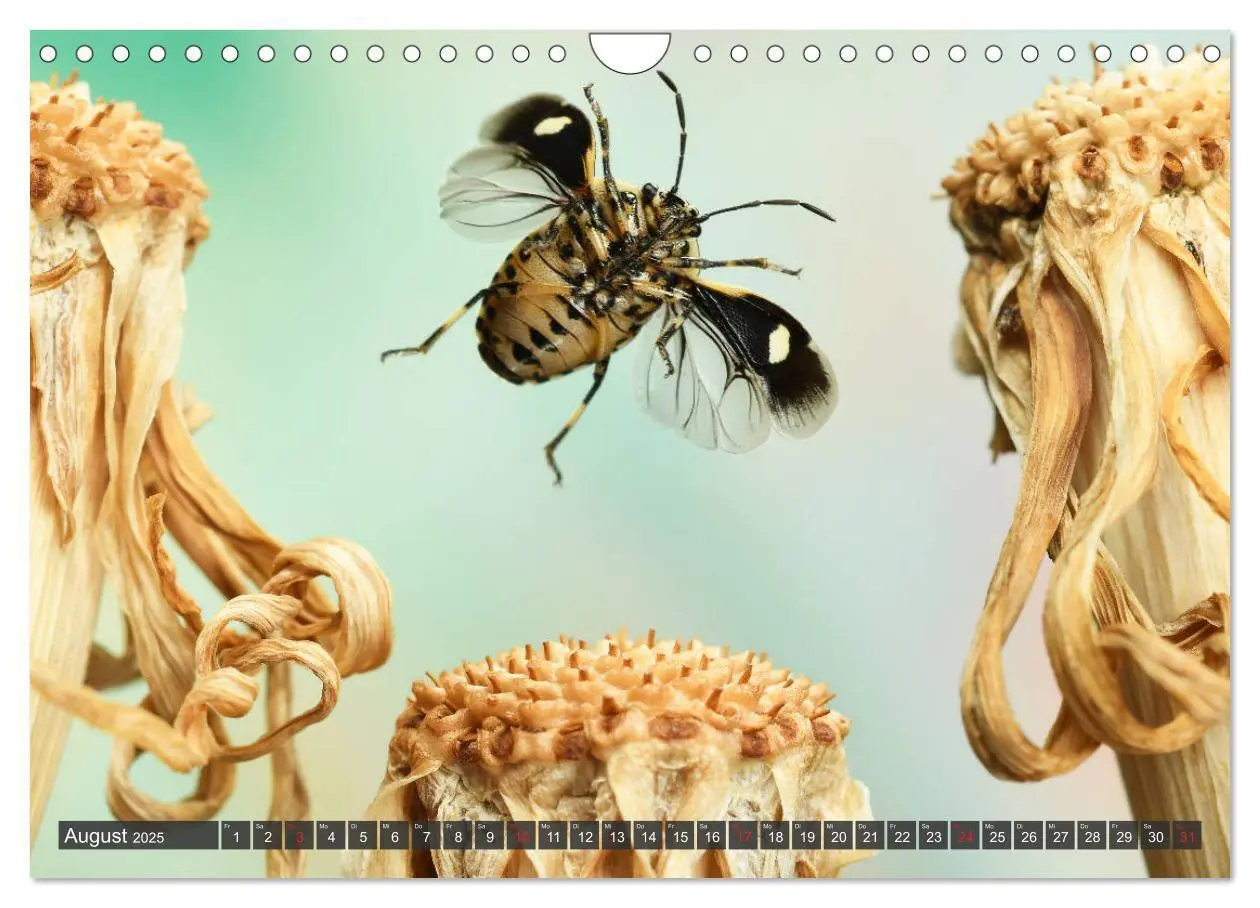 Bild: 9783435220182 | Sechs Beine in der Luft - Wanzen im Flug (Wandkalender 2025 DIN A4...