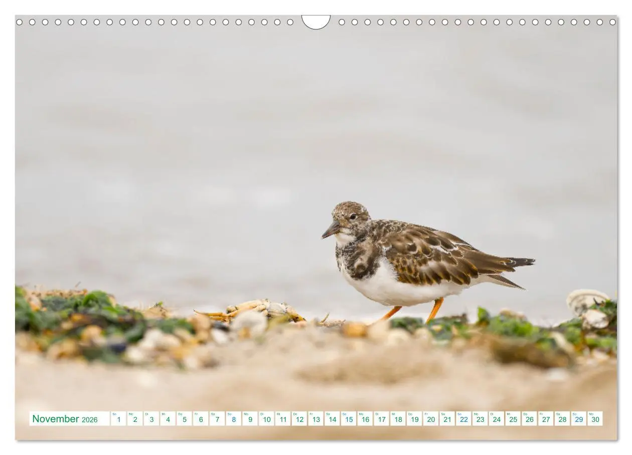 Bild: 9783457480182 | Schillig und Horumersiel - Im Wangerland unterwegs (Wandkalender...