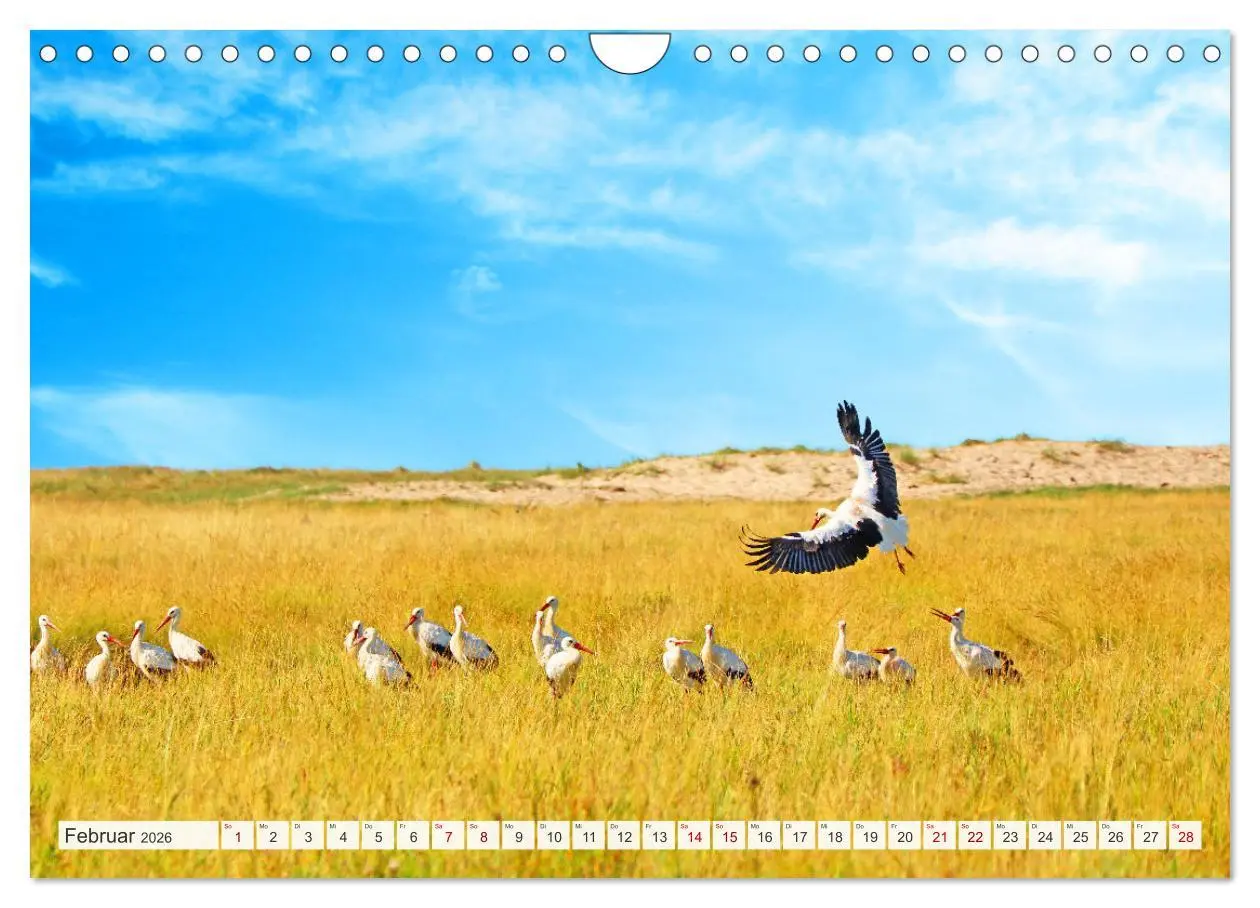 Bild: 9783457620182 | Urlaub in Nordfriesland (Wandkalender 2026 DIN A4 quer), CALVENDO...