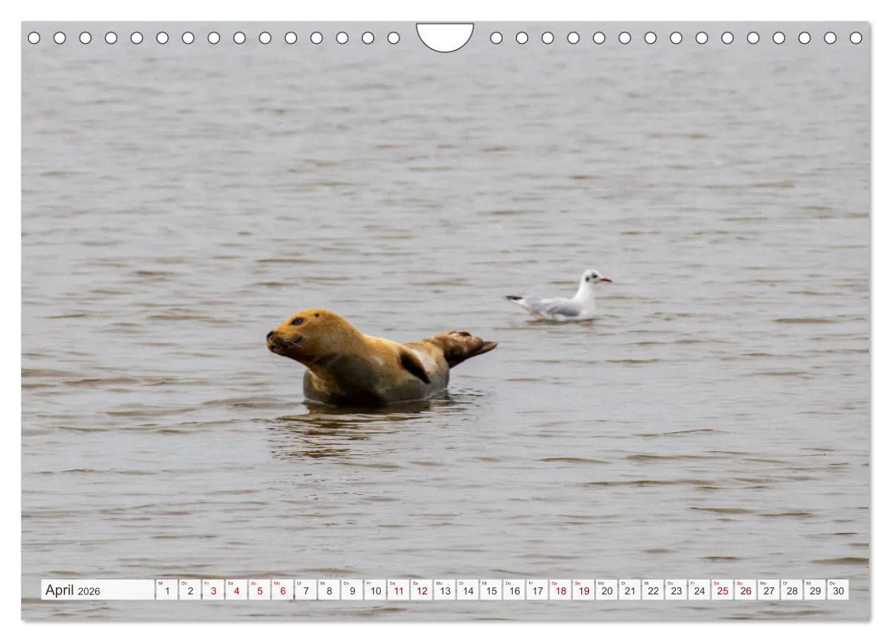 Bild: 9783457620182 | Urlaub in Nordfriesland (Wandkalender 2026 DIN A4 quer), CALVENDO...