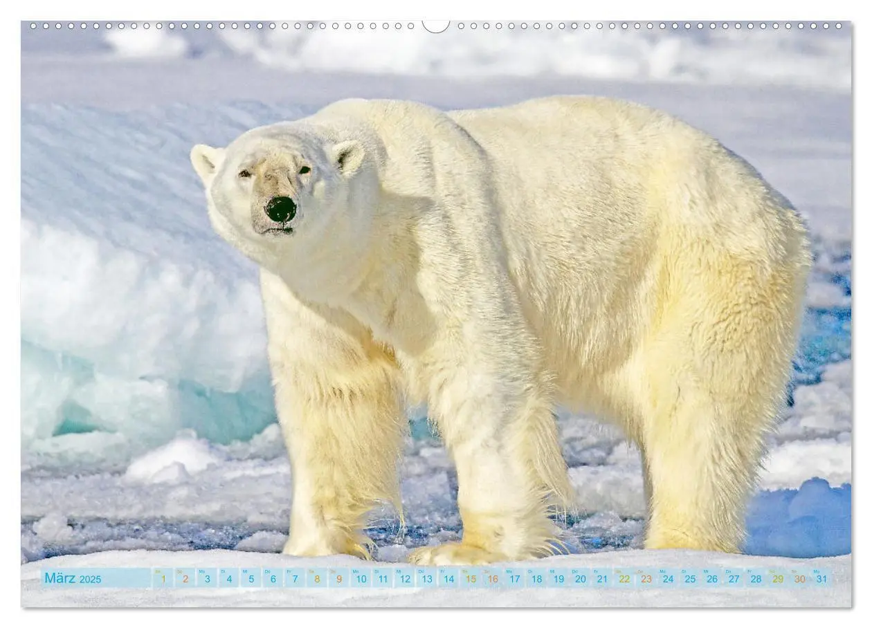 Bild: 9783457140482 | Eisbären: Lebenskünstler im Eis (Wandkalender 2025 DIN A2 quer),...