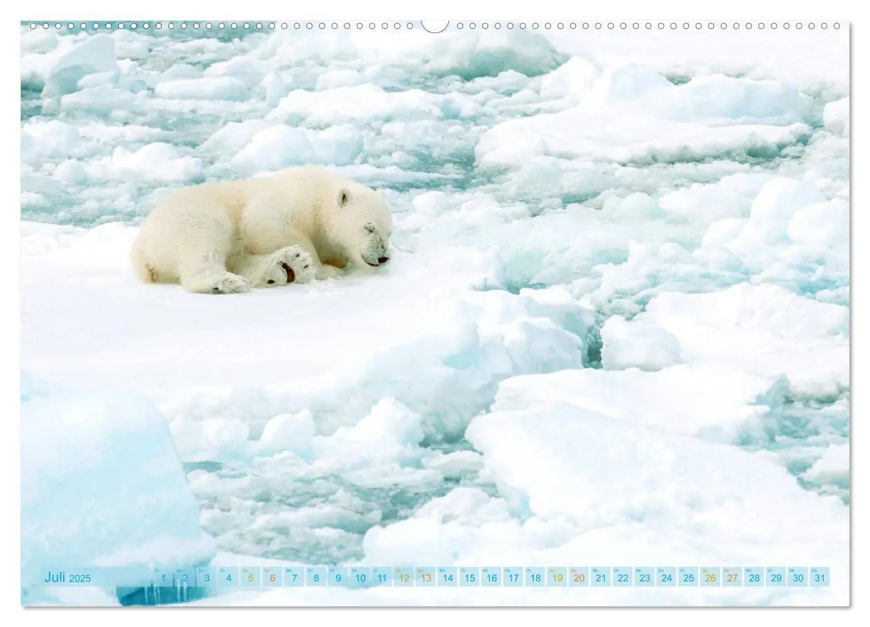 Bild: 9783457140482 | Eisbären: Lebenskünstler im Eis (Wandkalender 2025 DIN A2 quer),...