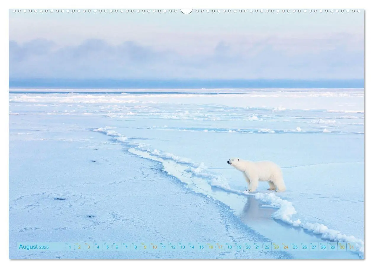 Bild: 9783457140482 | Eisbären: Lebenskünstler im Eis (Wandkalender 2025 DIN A2 quer),...