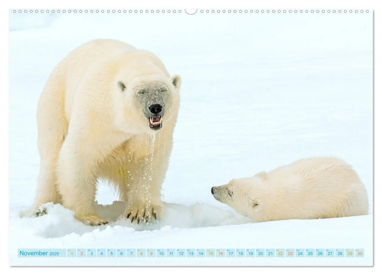 Bild: 9783457140482 | Eisbären: Lebenskünstler im Eis (Wandkalender 2025 DIN A2 quer),...