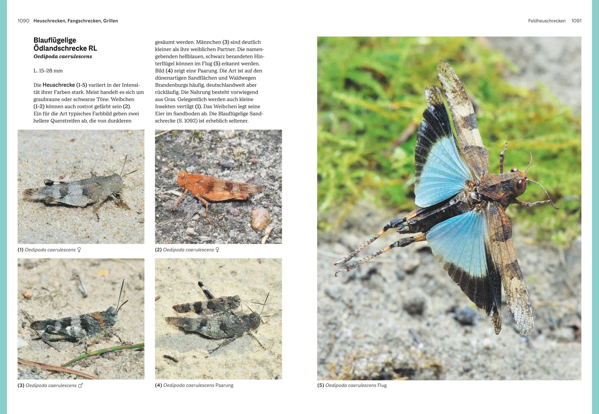 Bild: 9783967470482 | Das große BLV Handbuch Insekten | Marina Gerhardt (u. a.) | Buch | BLV