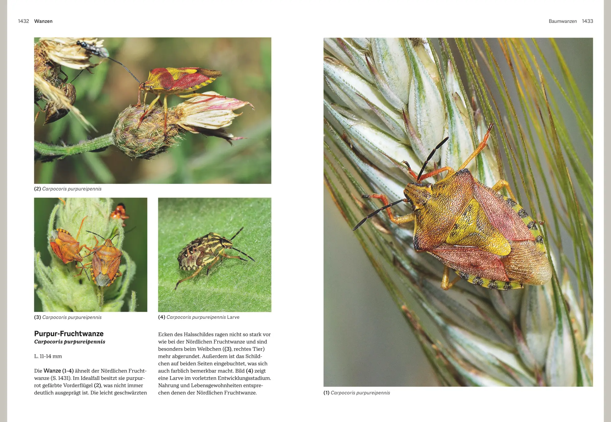 Bild: 9783967470482 | Das große BLV Handbuch Insekten | Marina Gerhardt (u. a.) | Buch | BLV