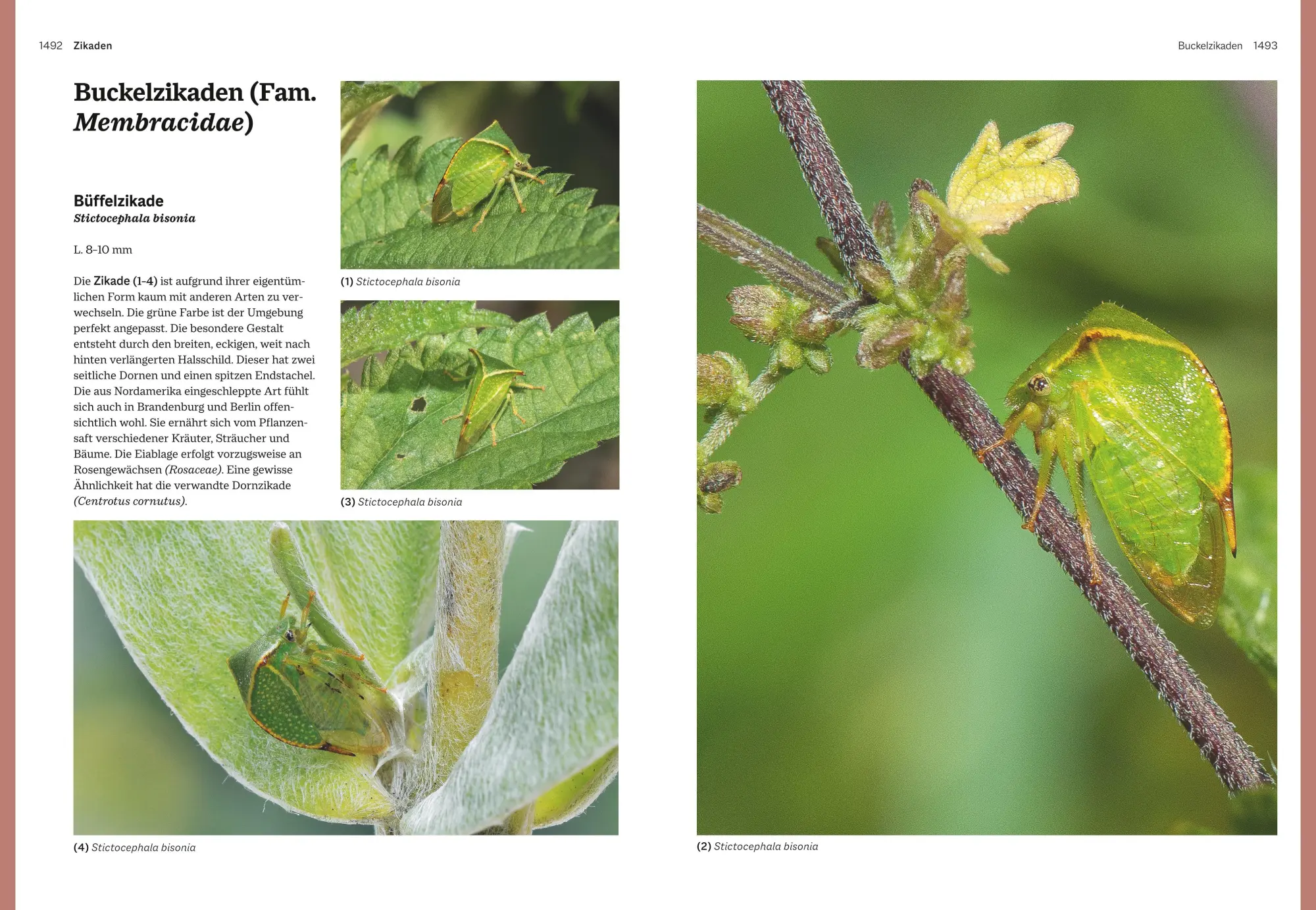 Bild: 9783967470482 | Das große BLV Handbuch Insekten | Marina Gerhardt (u. a.) | Buch | BLV