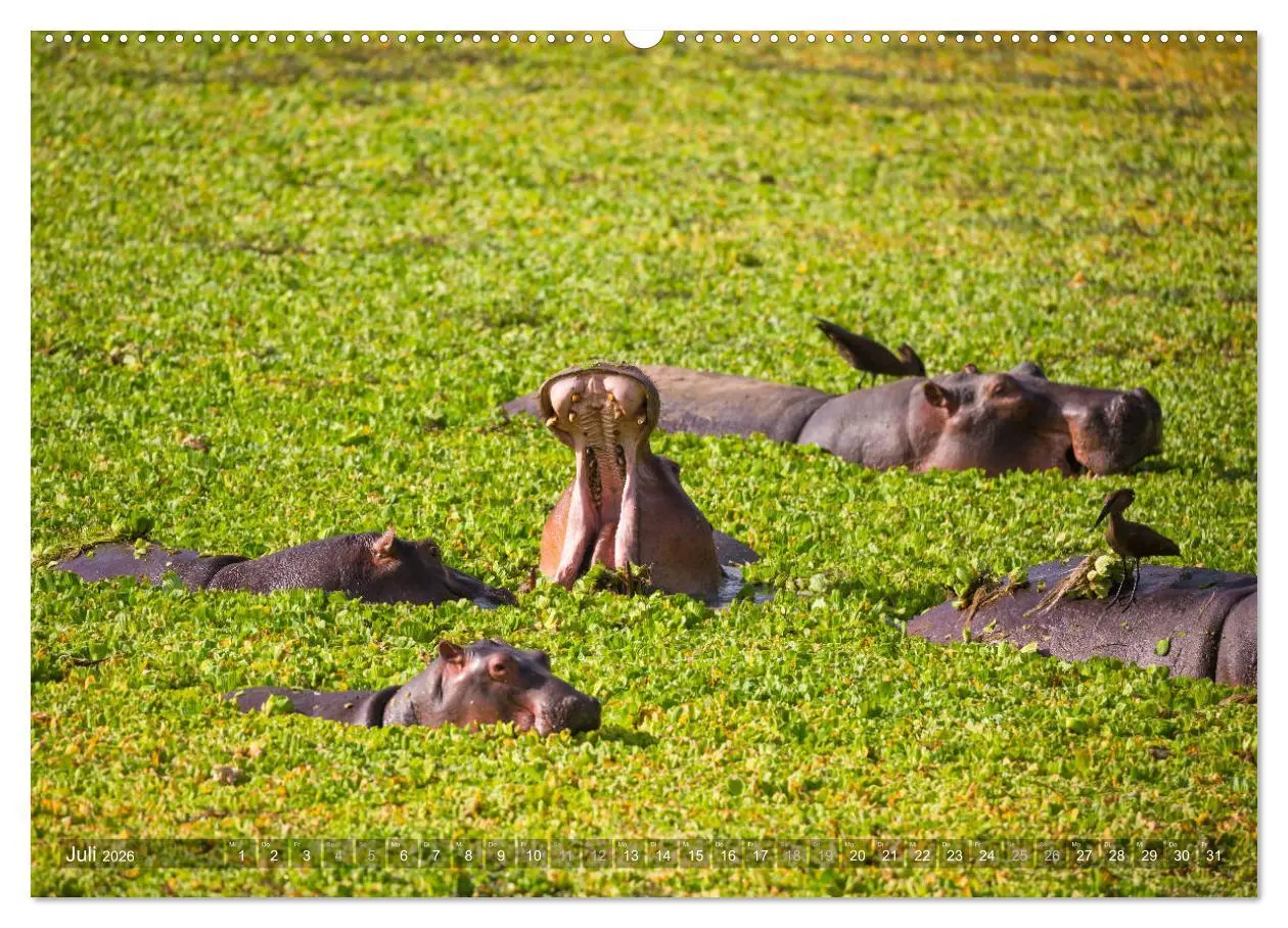 Bild: 9783457750582 | Abenteuer Sambia (hochwertiger Premium Wandkalender 2026 DIN A2...