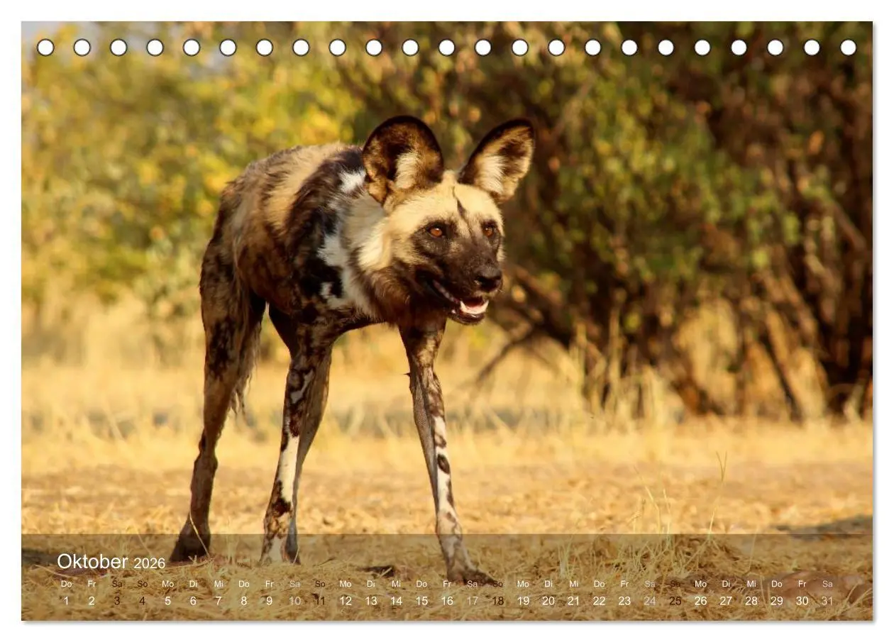 Bild: 9783516150582 | Botswana Wildlife (Tischkalender 2026 DIN A5 quer), CALVENDO...