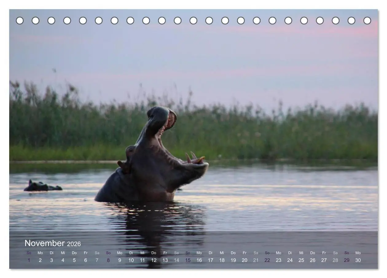 Bild: 9783516150582 | Botswana Wildlife (Tischkalender 2026 DIN A5 quer), CALVENDO...