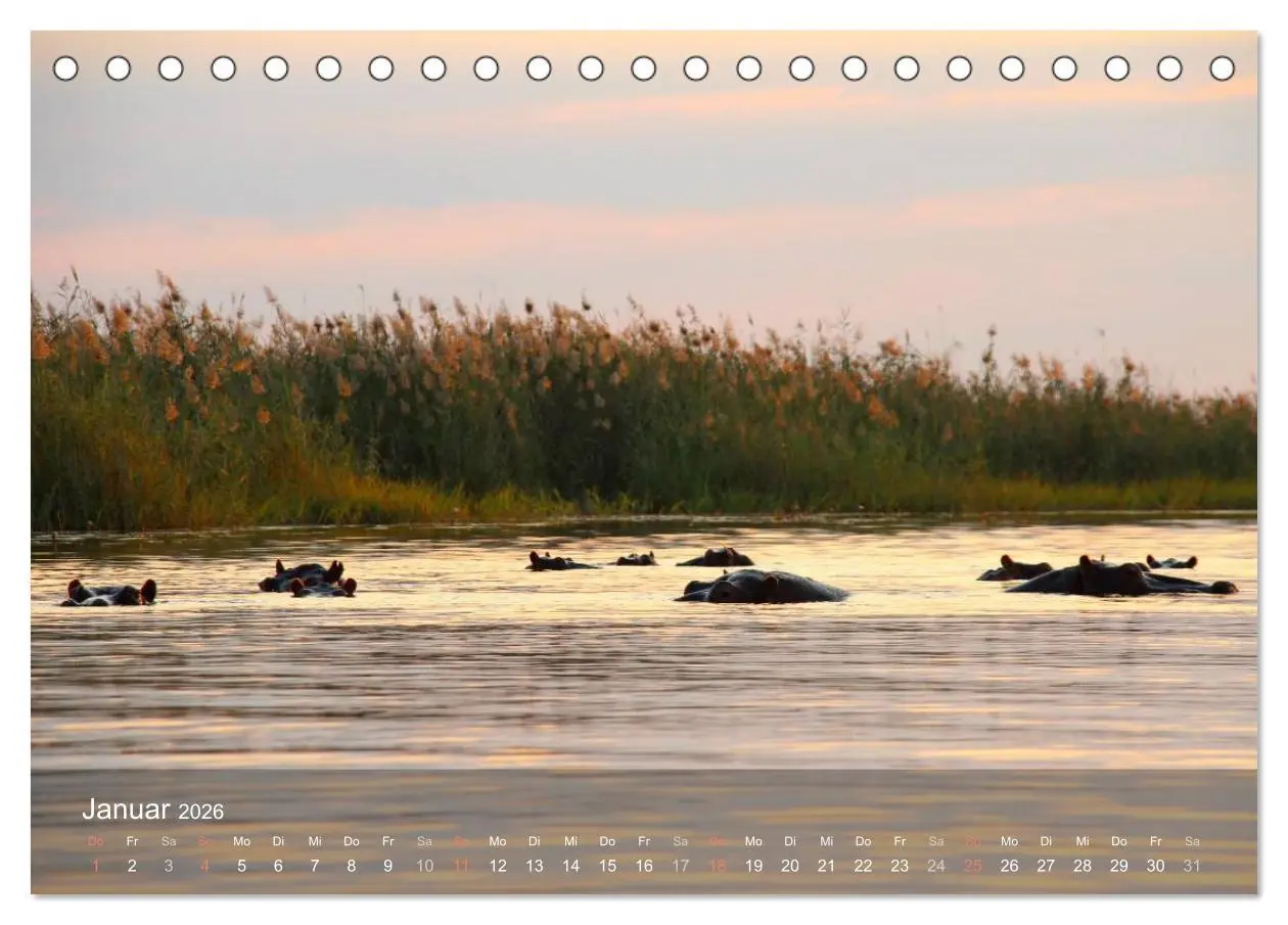 Bild: 9783516150582 | Botswana Wildlife (Tischkalender 2026 DIN A5 quer), CALVENDO...