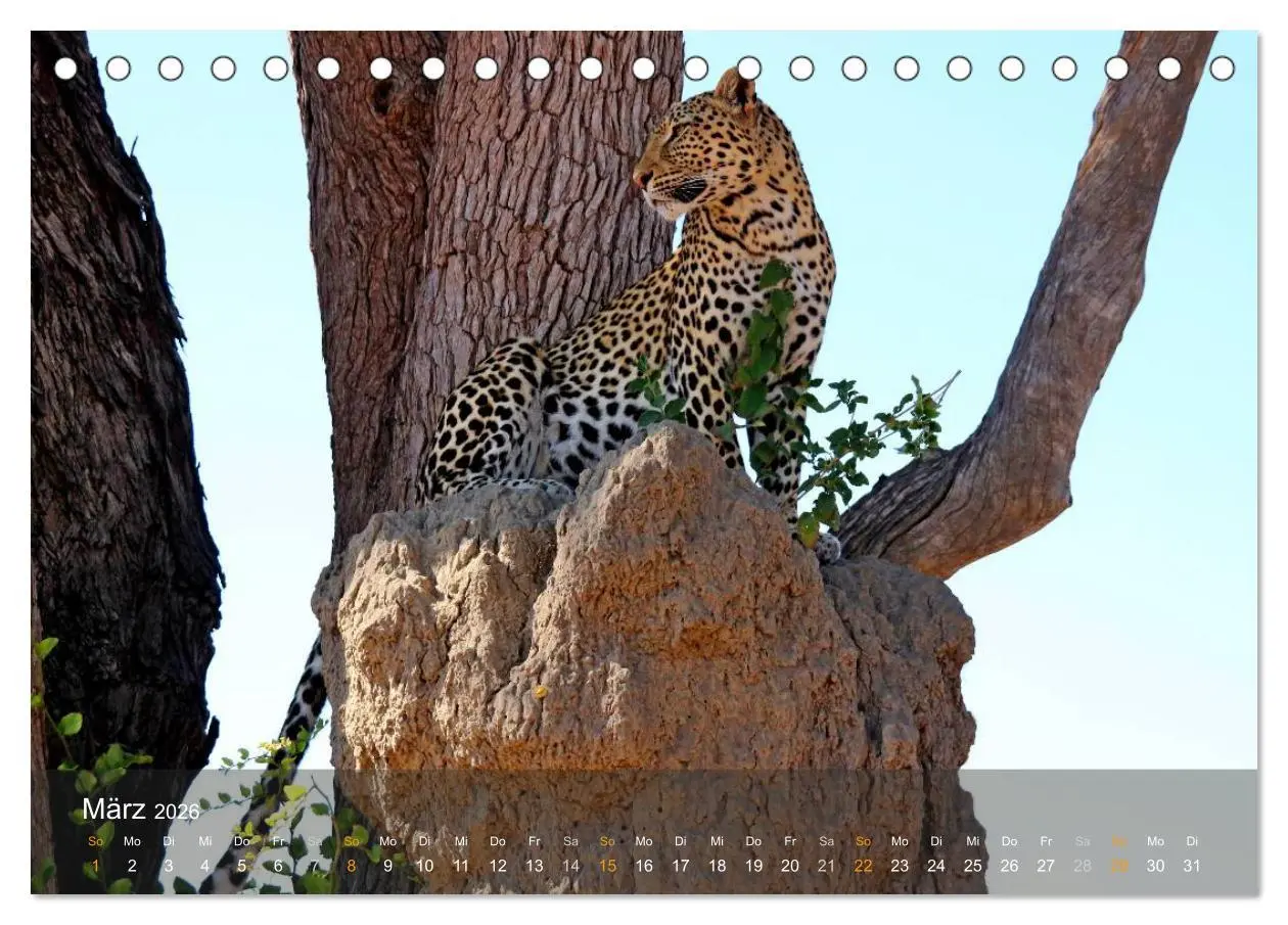 Bild: 9783516150582 | Botswana Wildlife (Tischkalender 2026 DIN A5 quer), CALVENDO...